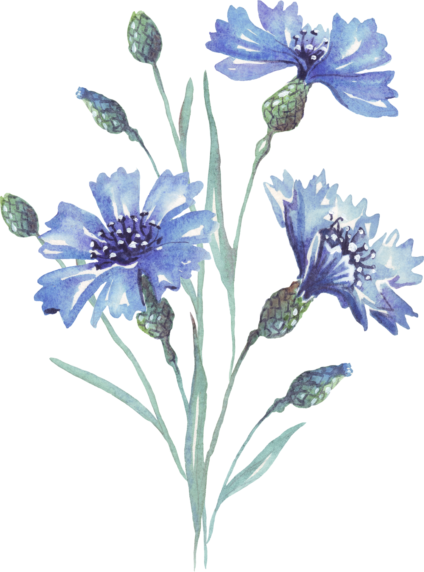 Blue cornflower. Watercolor illustration. Handpainted 19017404 PNG