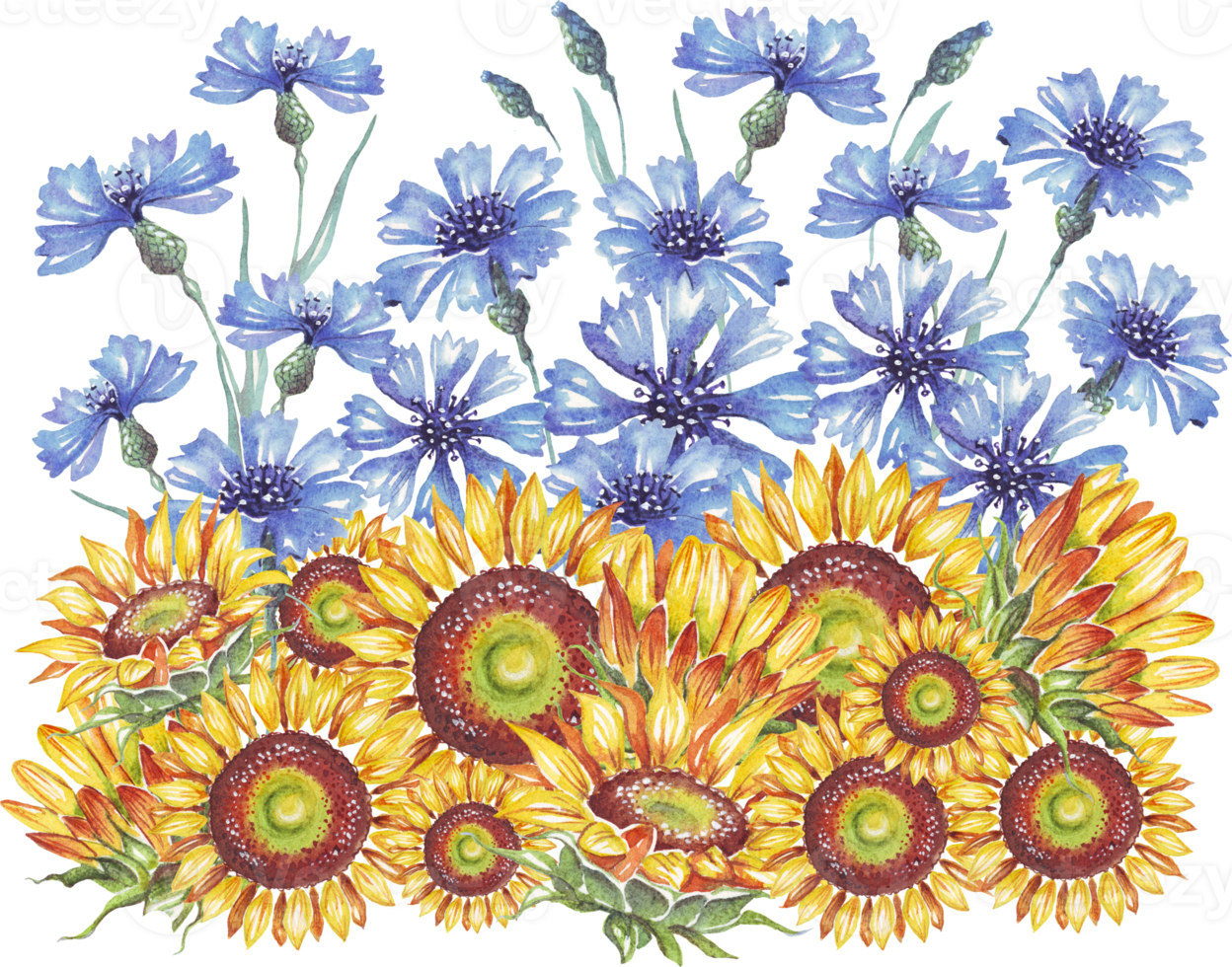 solros och blåklint. ukrainska flagga. vattenfärg illustration png