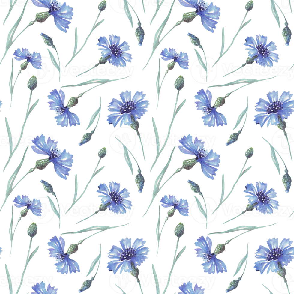 Watercolor conflowers. Seamless pattern. Hand-painted png