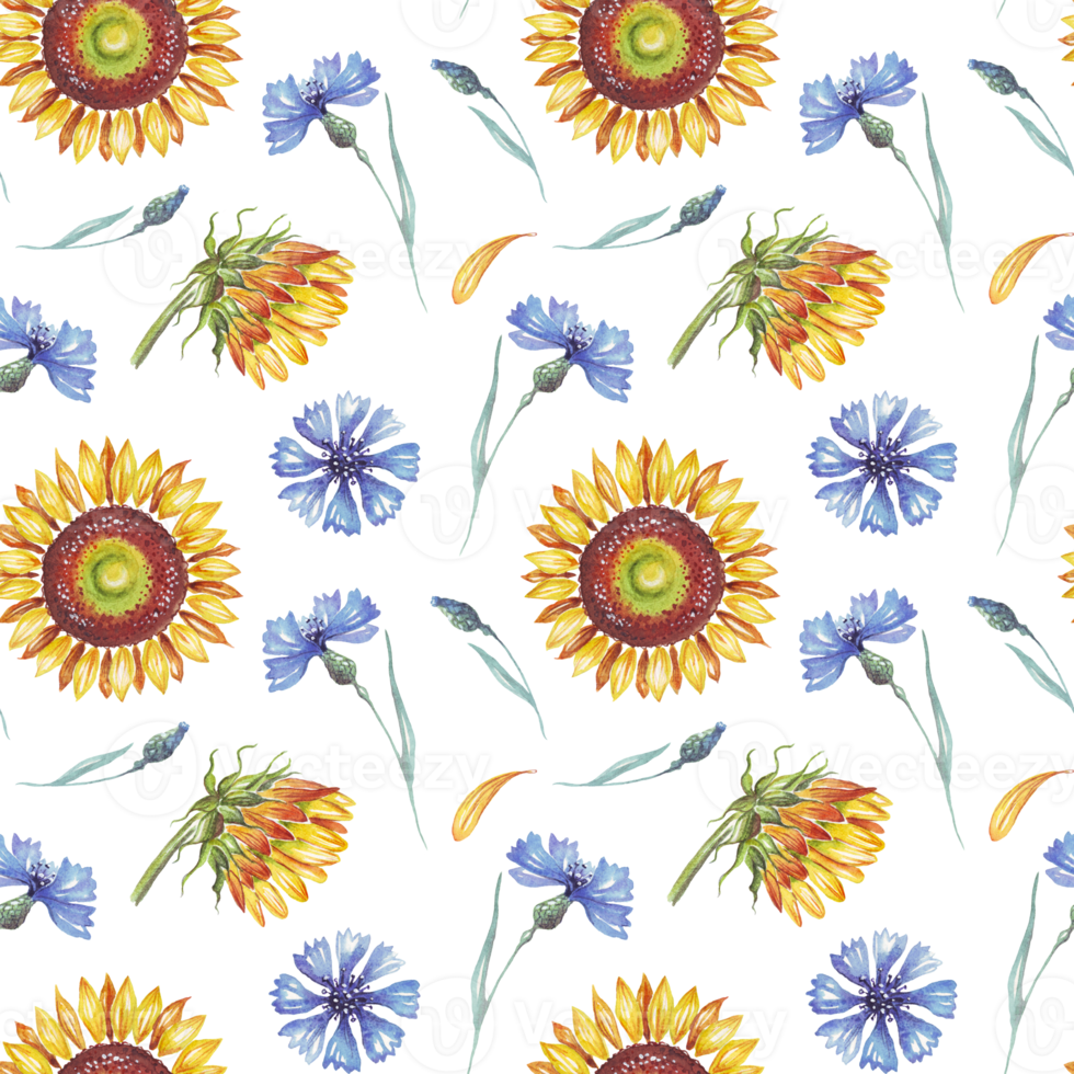 Sunflower and cornflowers. Watercolor pattern png