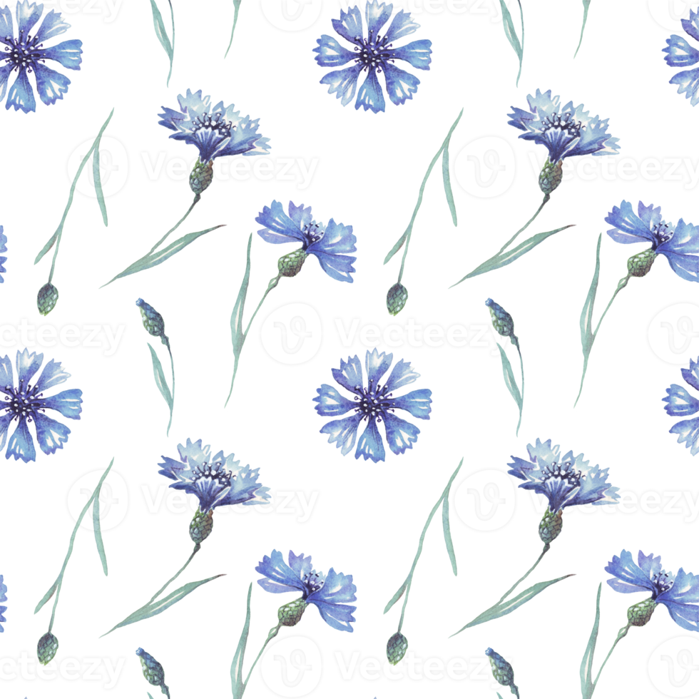 Watercolor conflowers. Seamless pattern. Hand-painted png