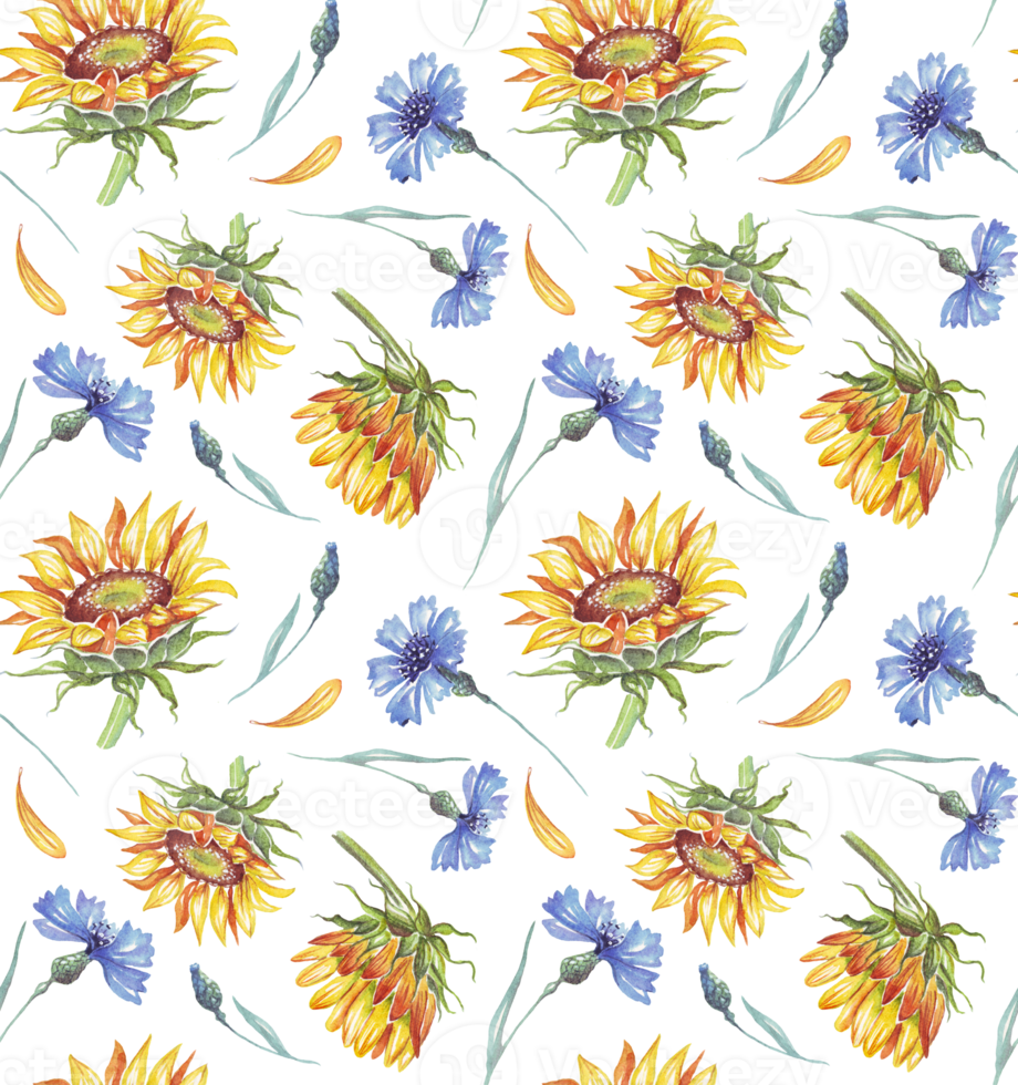 Sunflower and cornflowers. Watercolor pattern png