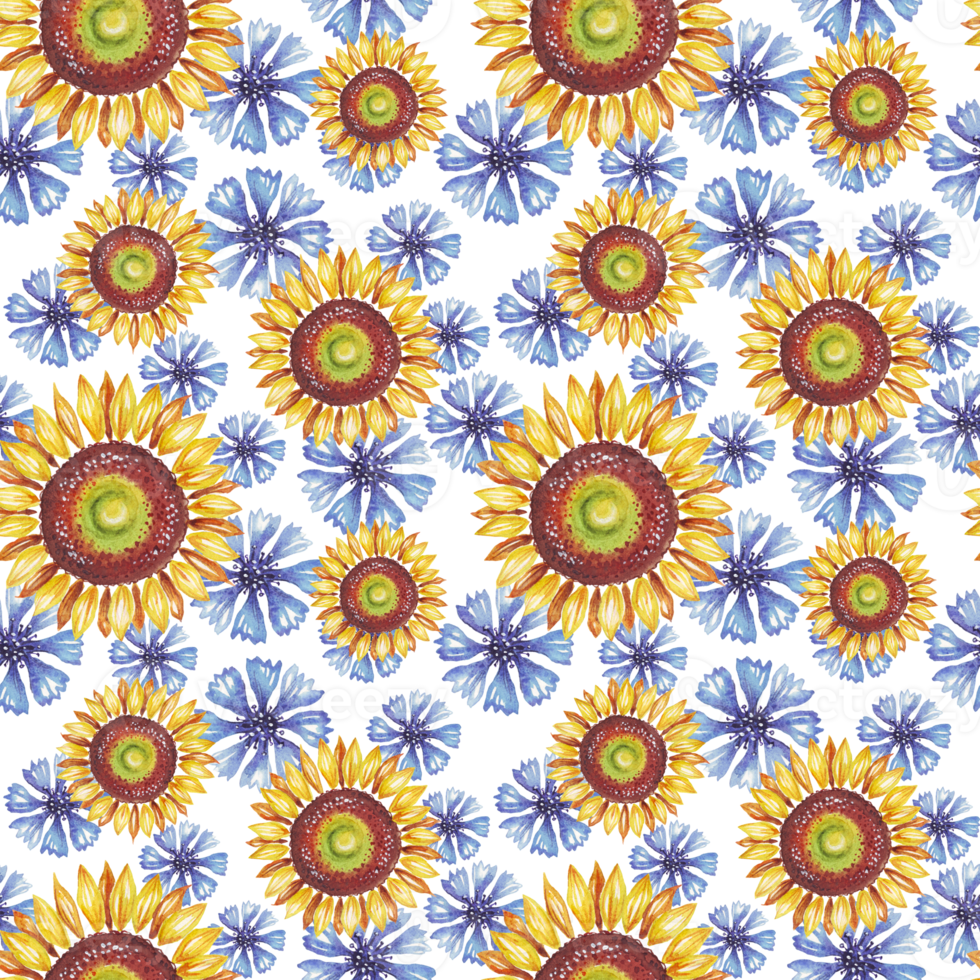 Sunflower and cornflowers. Watercolor pattern png