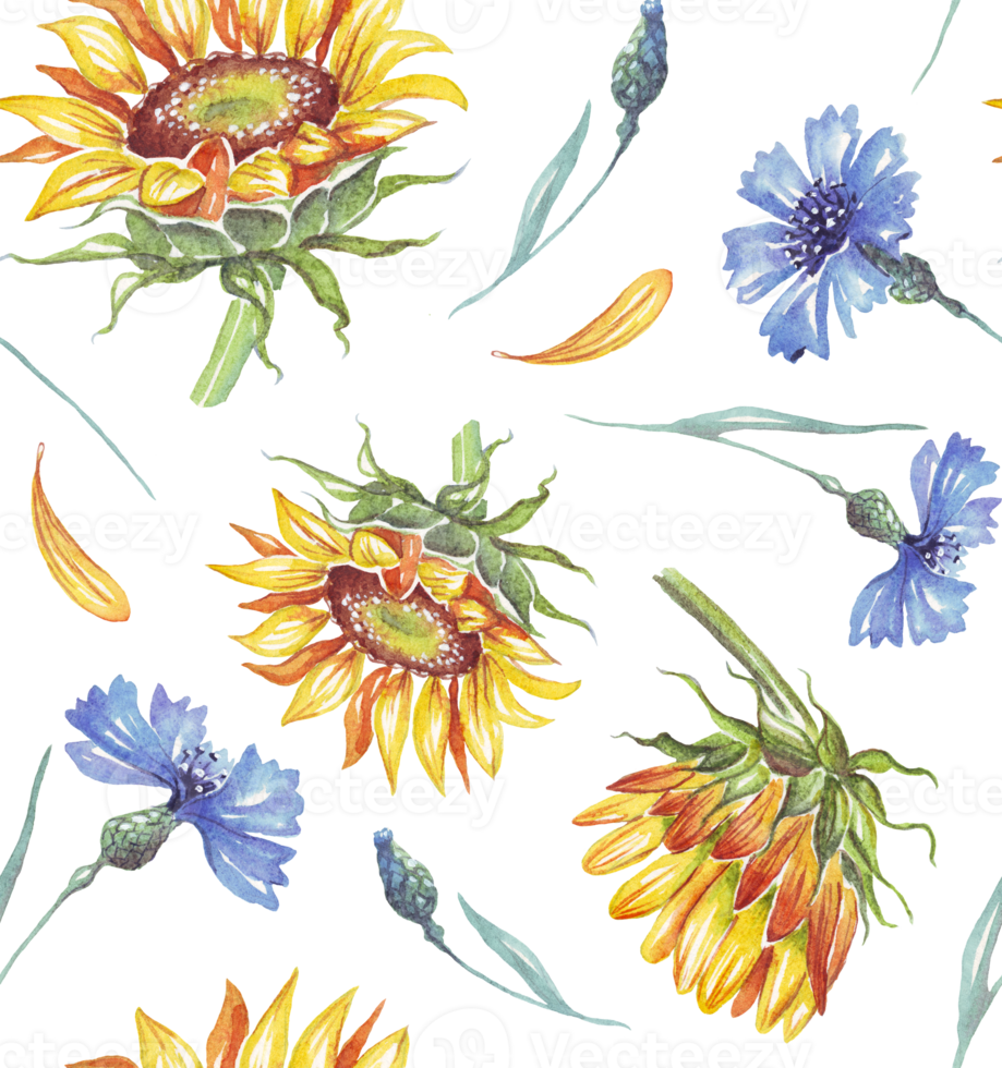 Sunflower and cornflowers. Watercolor pattern png