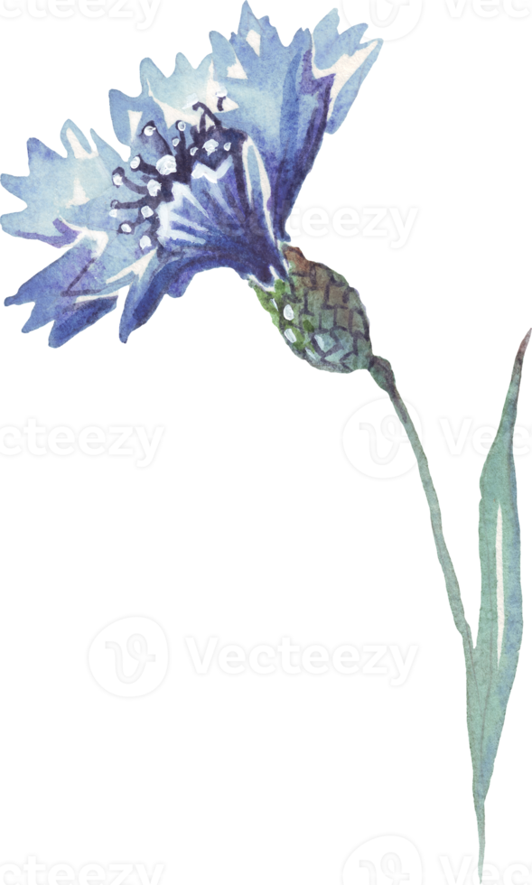 Blue cornflower. Watercolor illustration. Hand-painted