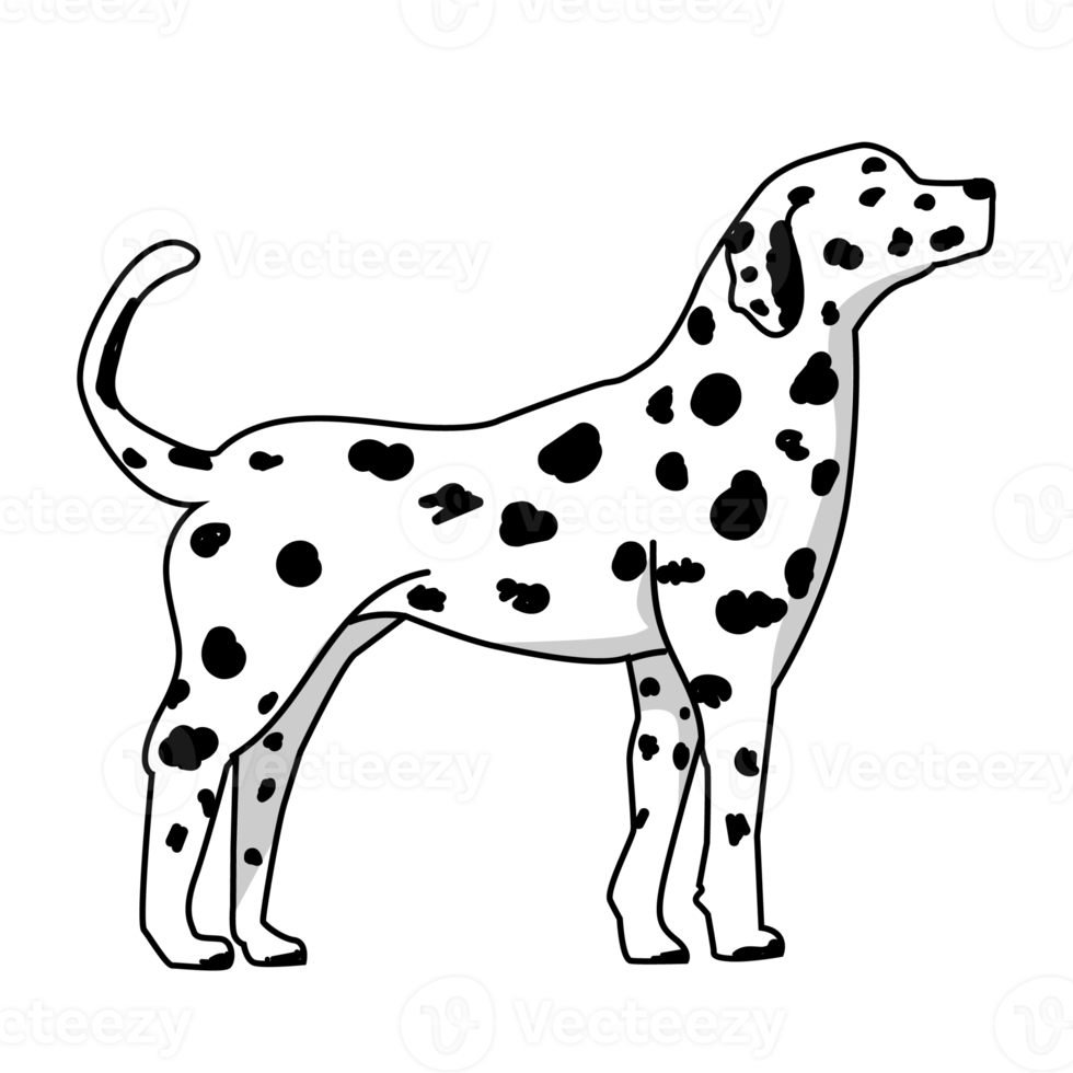 chien dalmatien debout png