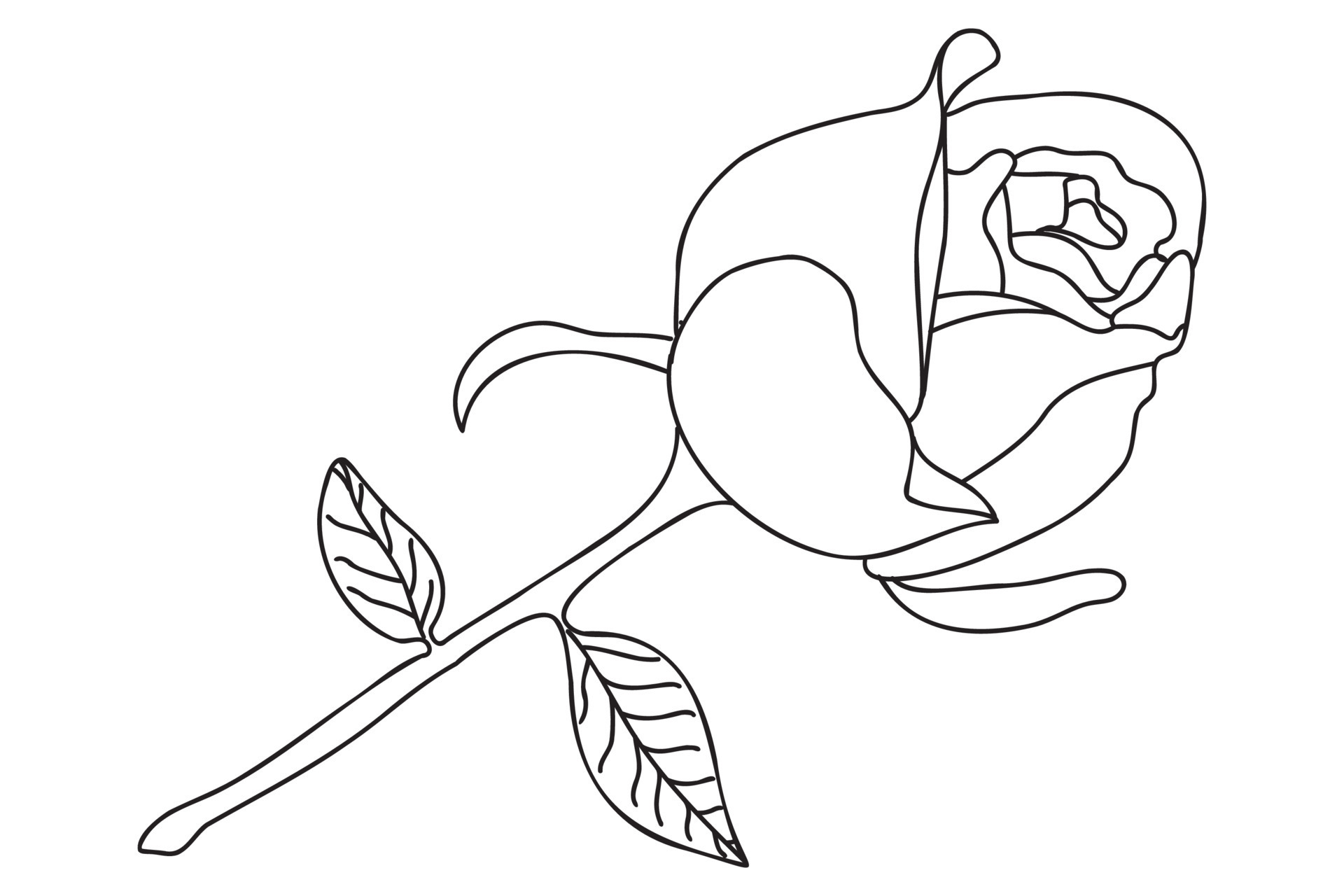 a single rose is drawn with a black outline, it is intended for tattoo