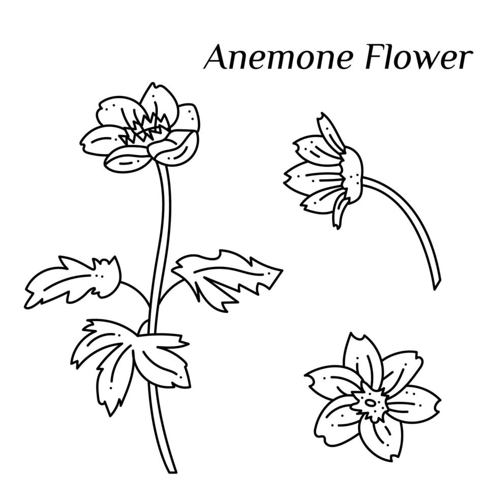 Set with Anemone flower doodle. Hand drawn outline vector illustration.