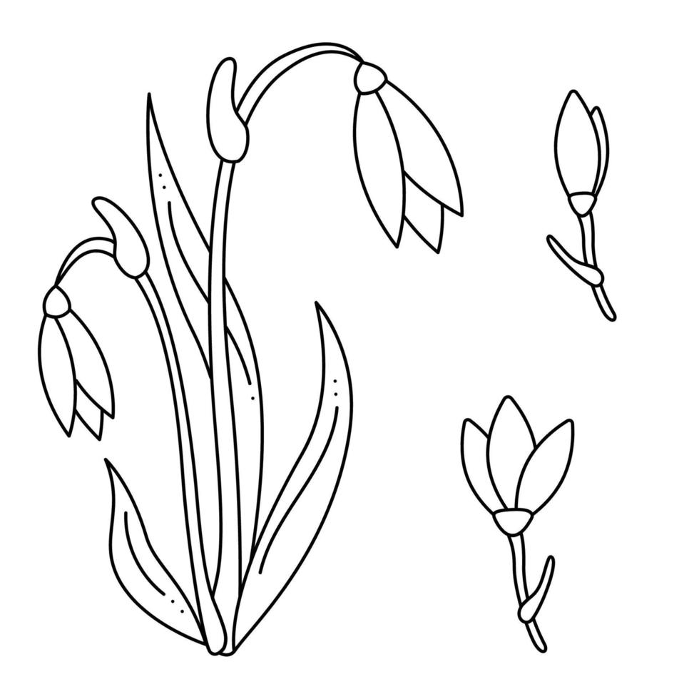 Set with Snowdrop flower doodle. Hand drawn outline vector illustration.