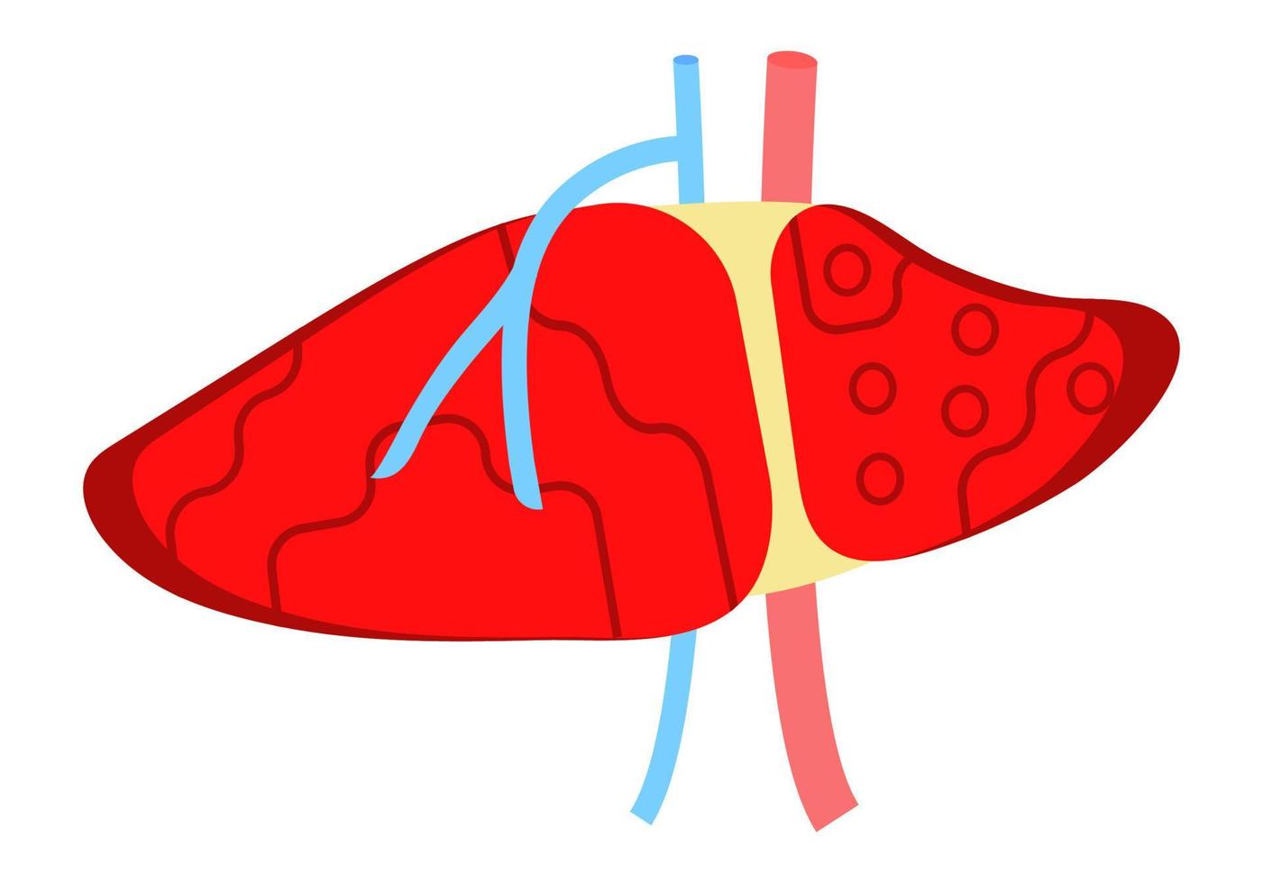 Liver flat design vector for website and mobile website development, apps are presented. Viral hepatitis A, B, C, D is symbol, cirrhosis icon.