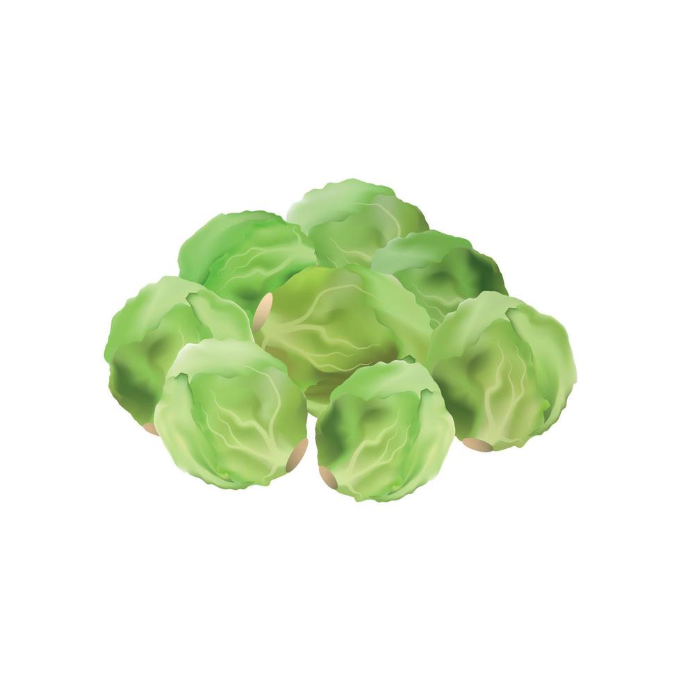 Vector illustration of Brussels sprout