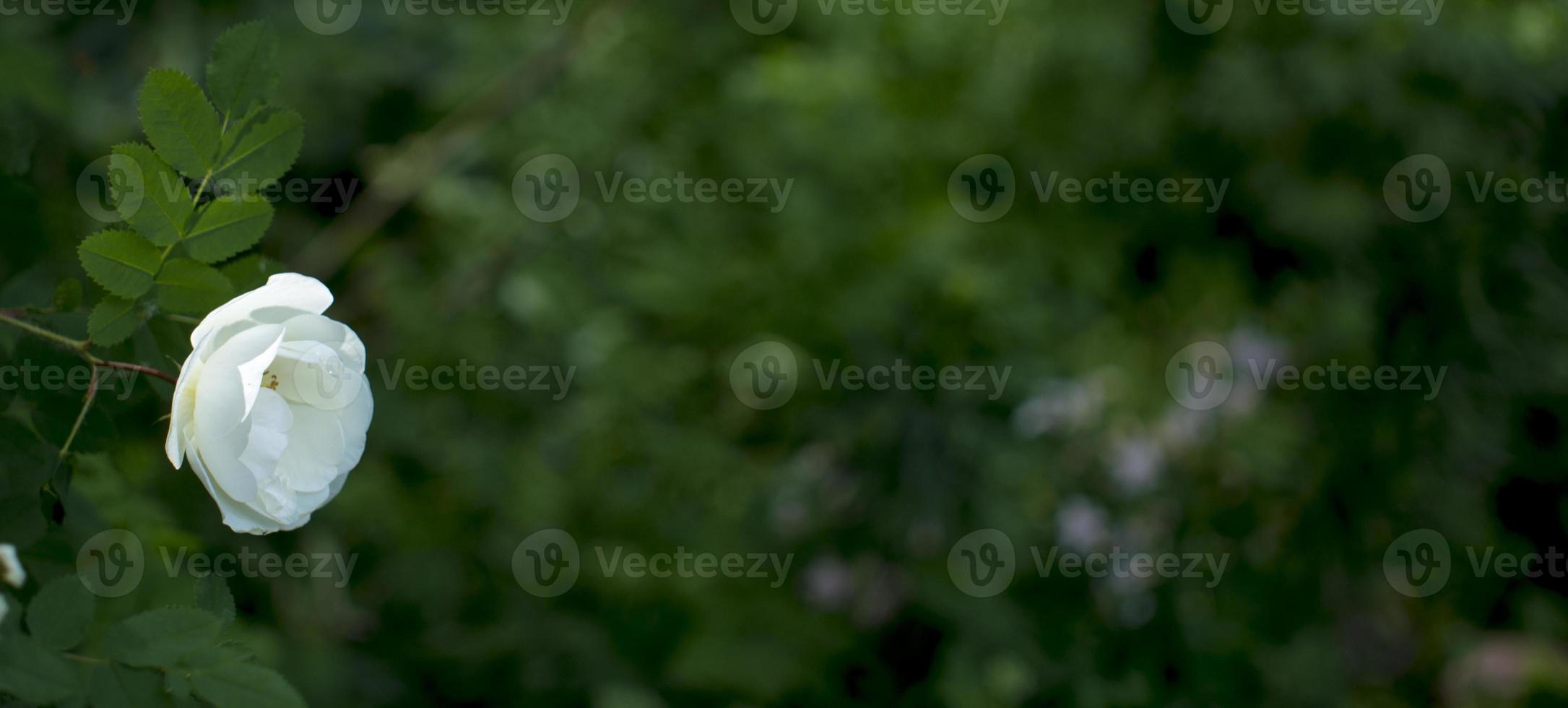 white roseship flower on a dark green background. Copy space photo