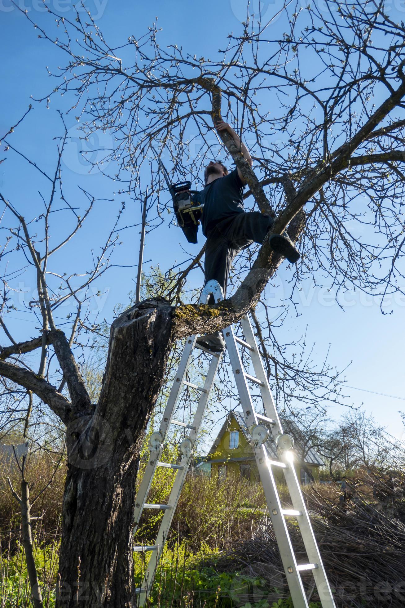 Man pruning or sawing apple tree using chainsaw. farmer sowing the dry