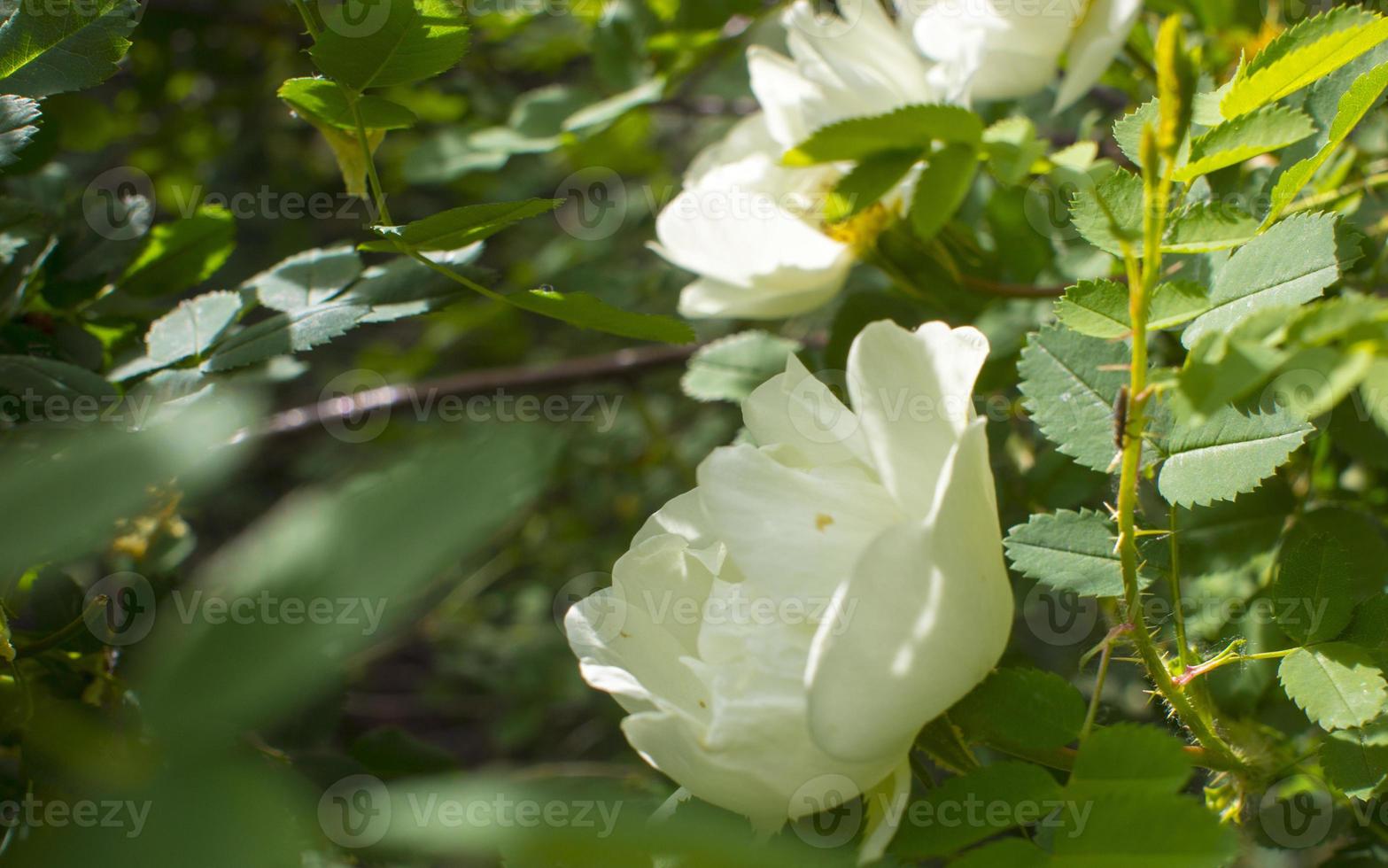 flor de rosal blanca sobre un fondo verde oscuro foto