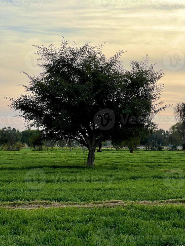 Beautiful Rural landscape with beautiful gradient evening sky at sunset. Green field and village photo