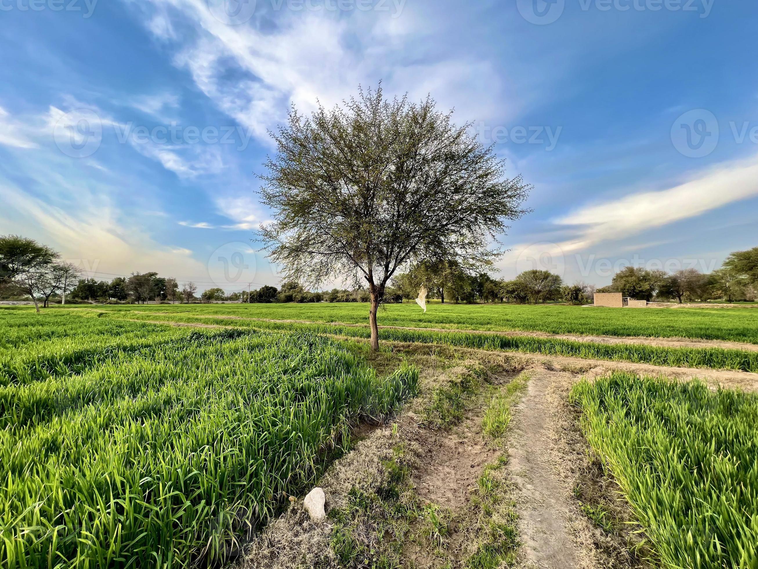 Beautiful Rural landscape with beautiful gradient evening sky at sunset