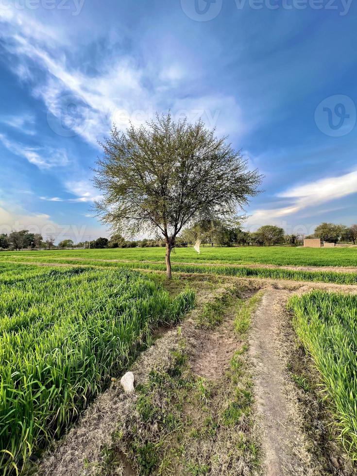 Beautiful Rural landscape with beautiful gradient evening sky at sunset. Green field and village photo