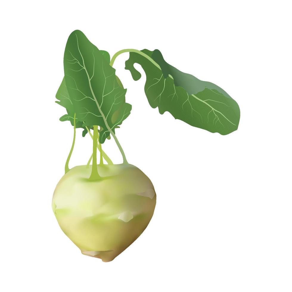 Vector illustration of Kohlrabi