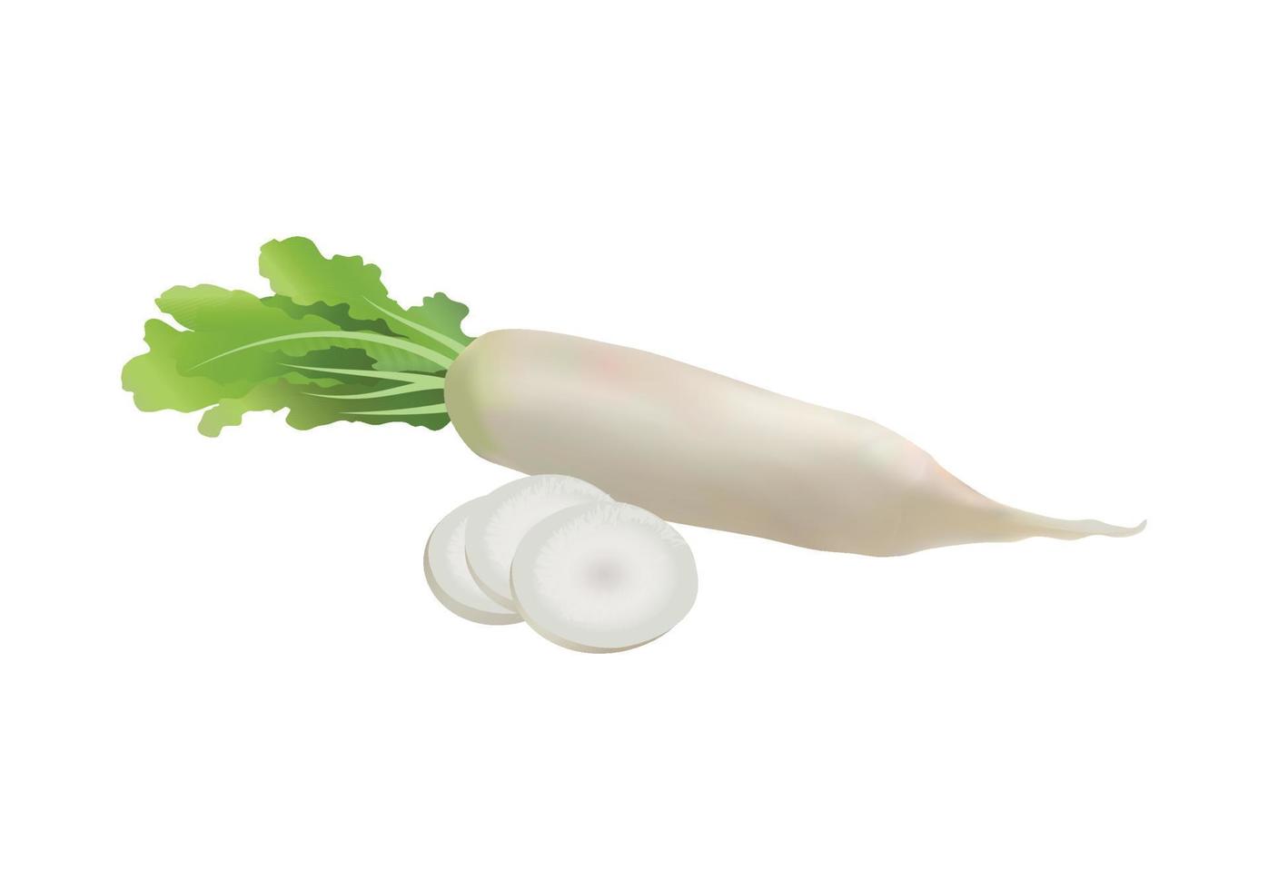 Vector illustration of Daikon