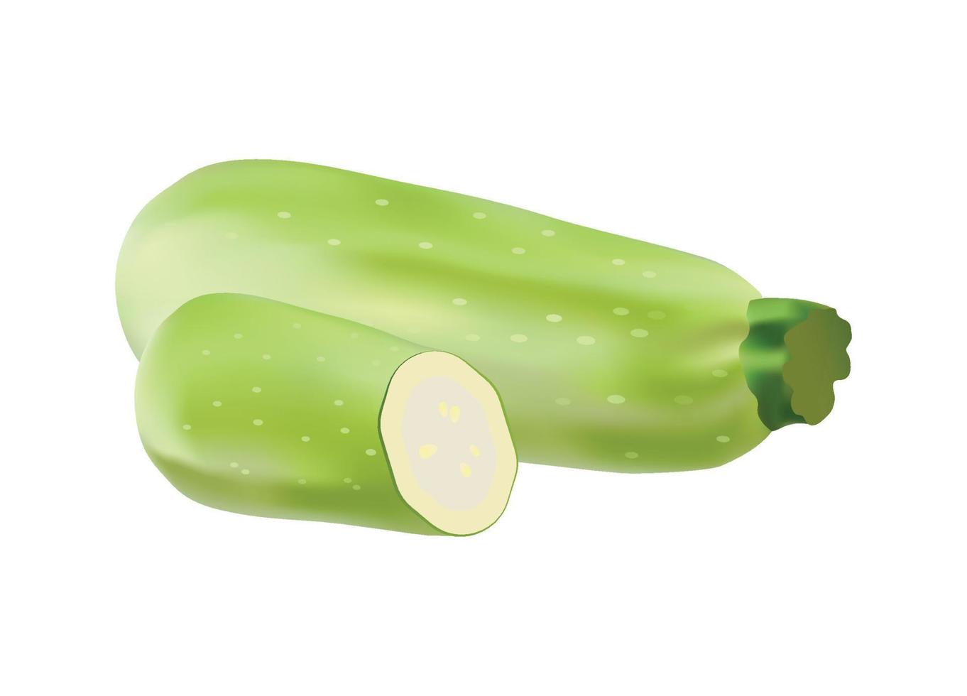 Vector illustration of Zucchini