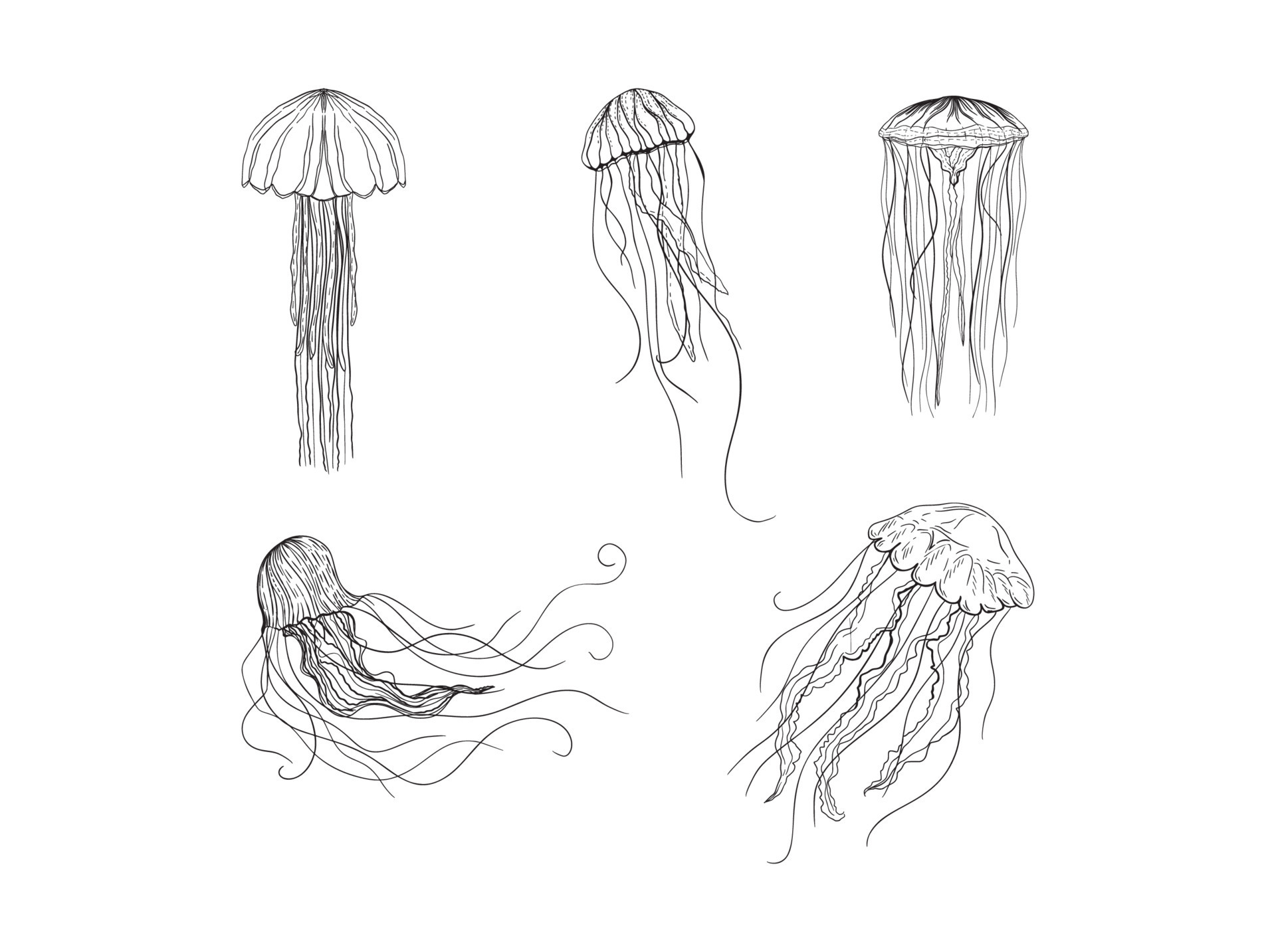 Jellyfish Illustrations in Art Ink Style 19021295 Vector Art at Vecteezy