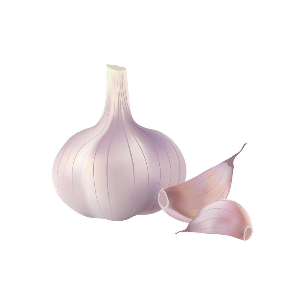 Vector illustration of Garlic