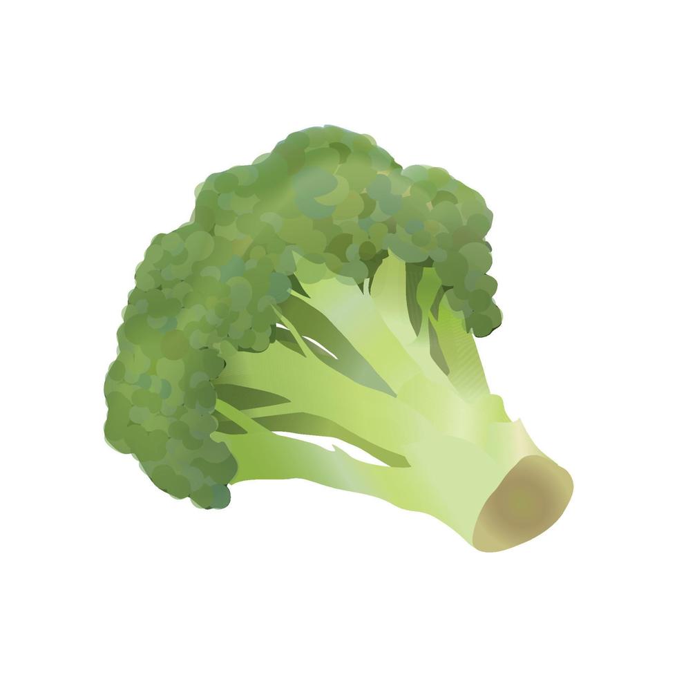 Vector illustration of Broccoli