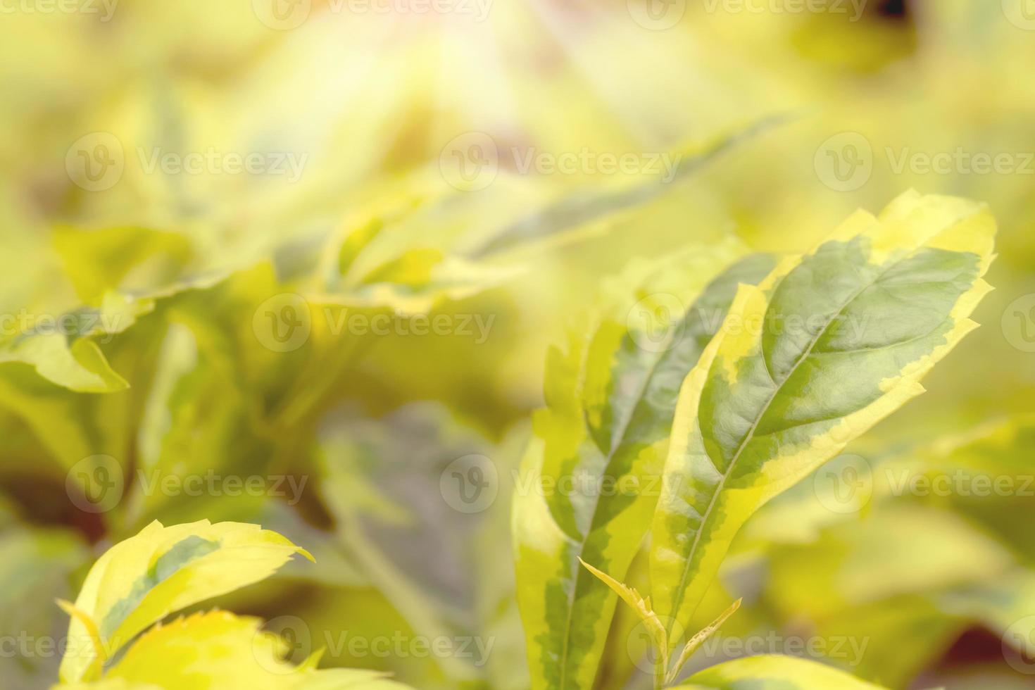 Golden leaves pattern for summer or spring season concept,leaf blur textured,nature background photo