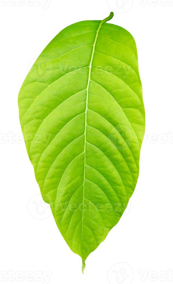 Green yellow leaves pattern of tropical leaf plant isolated on white background,include clipping path,Lettuce Tree photo