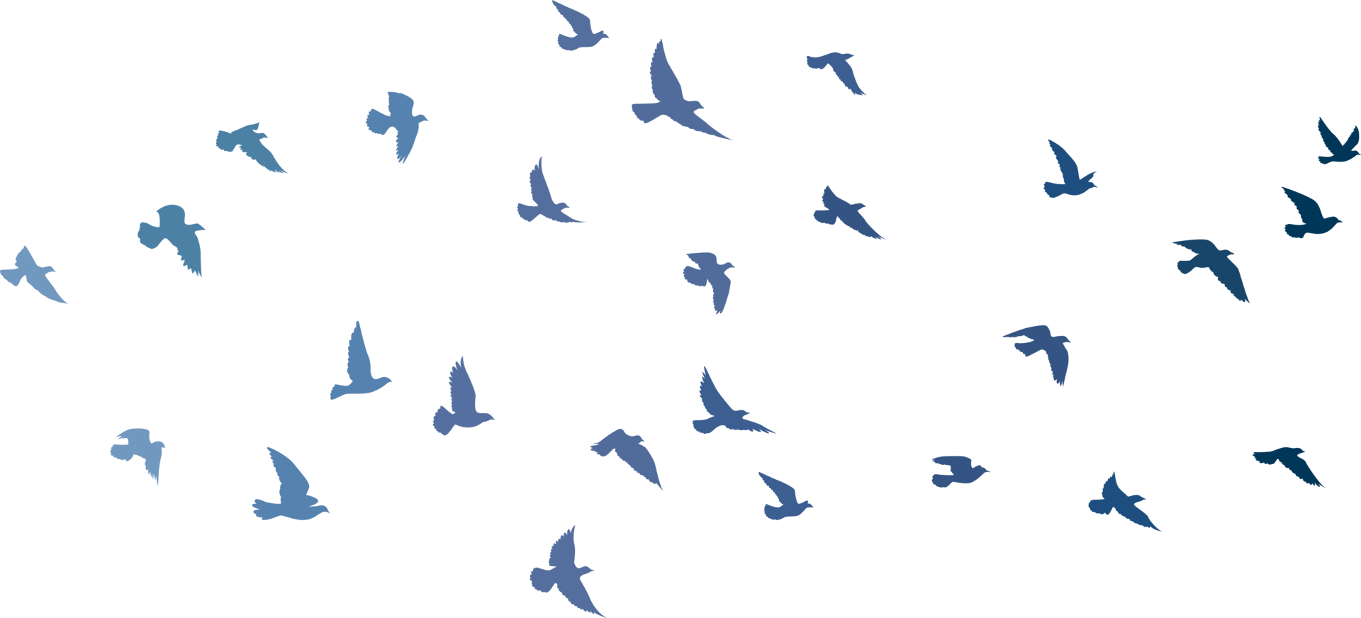 Flying birds silhouettes pattern wallpaper. PNG transparent. isolated