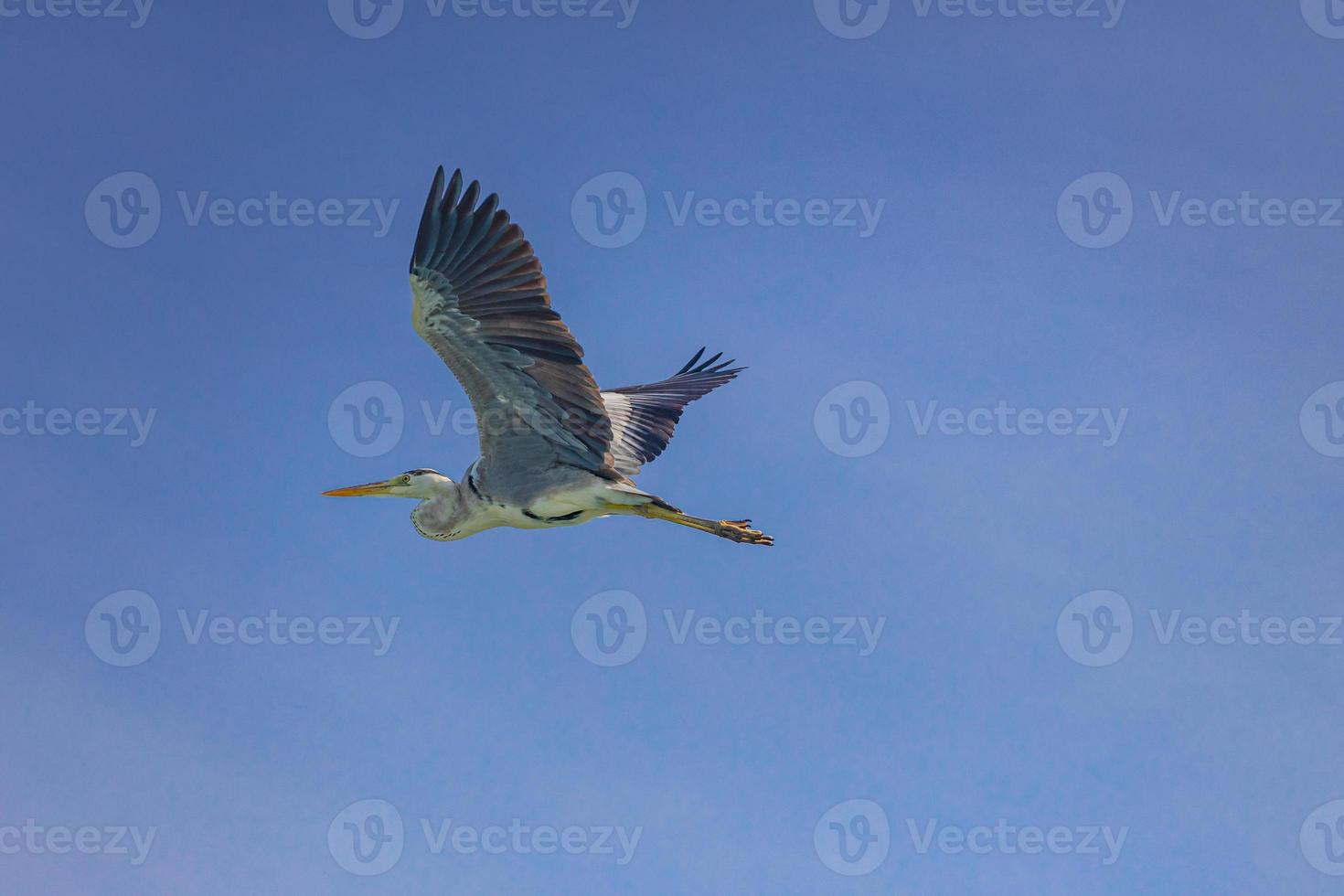 Flying Great Blue Heron with open wings on a sunny day with blue sky background. Relaxing wildlife view photo