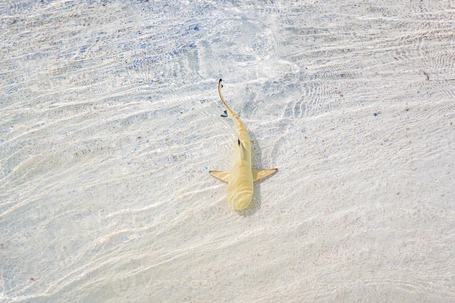 Reef shark swimming in crystal clear shallow water, Maldives. Blacktip reef shark Carcharhinus melanopterus. Young Blacktip reef shark in Maldives sea lagoon photo