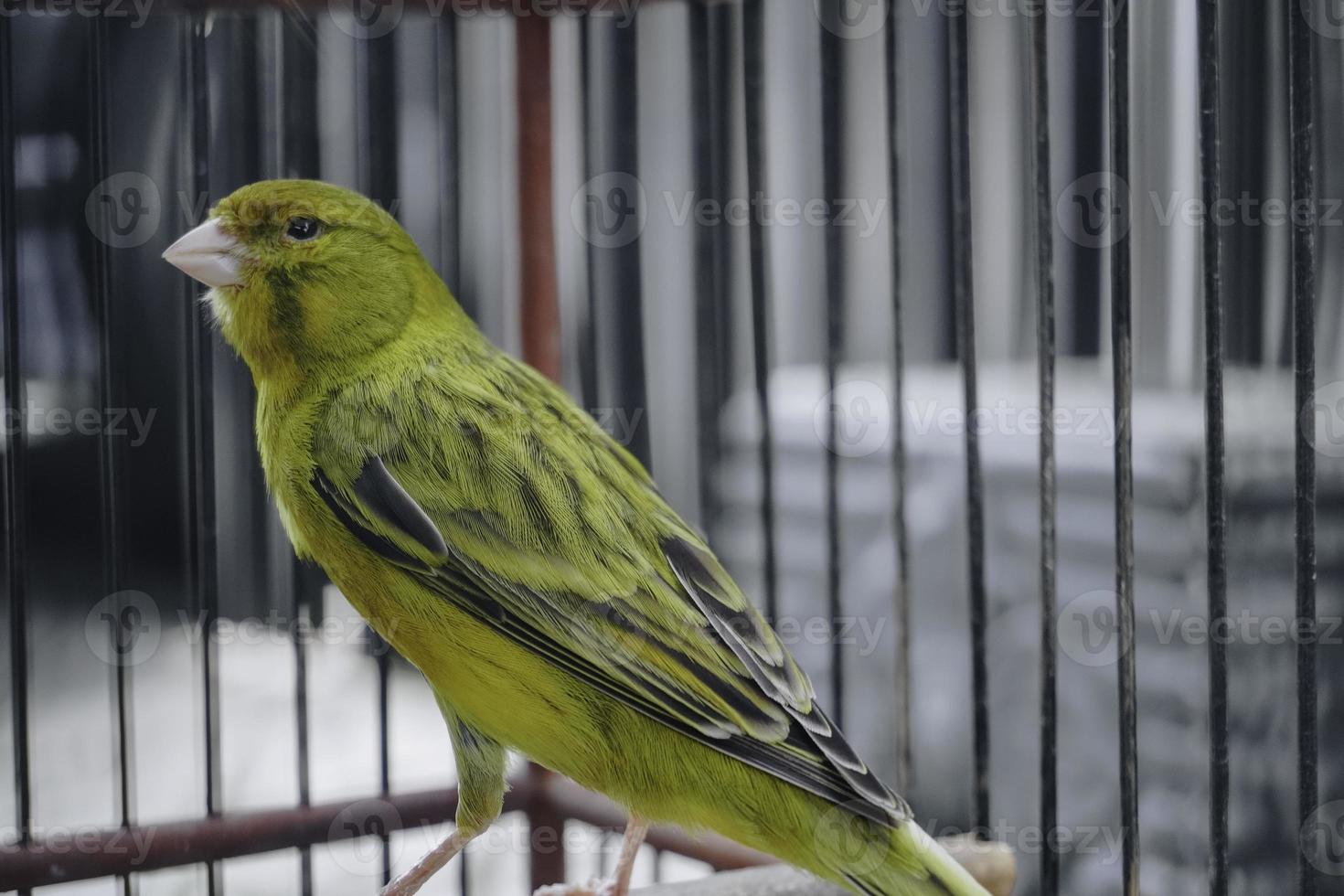 Yellow domestic canary bird Serinus canaria forma domestica sitting on a twig in a cage photo