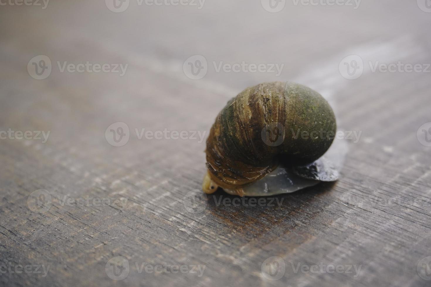 foto de un caracol manzana dorado caminando sobre una superficie de madera