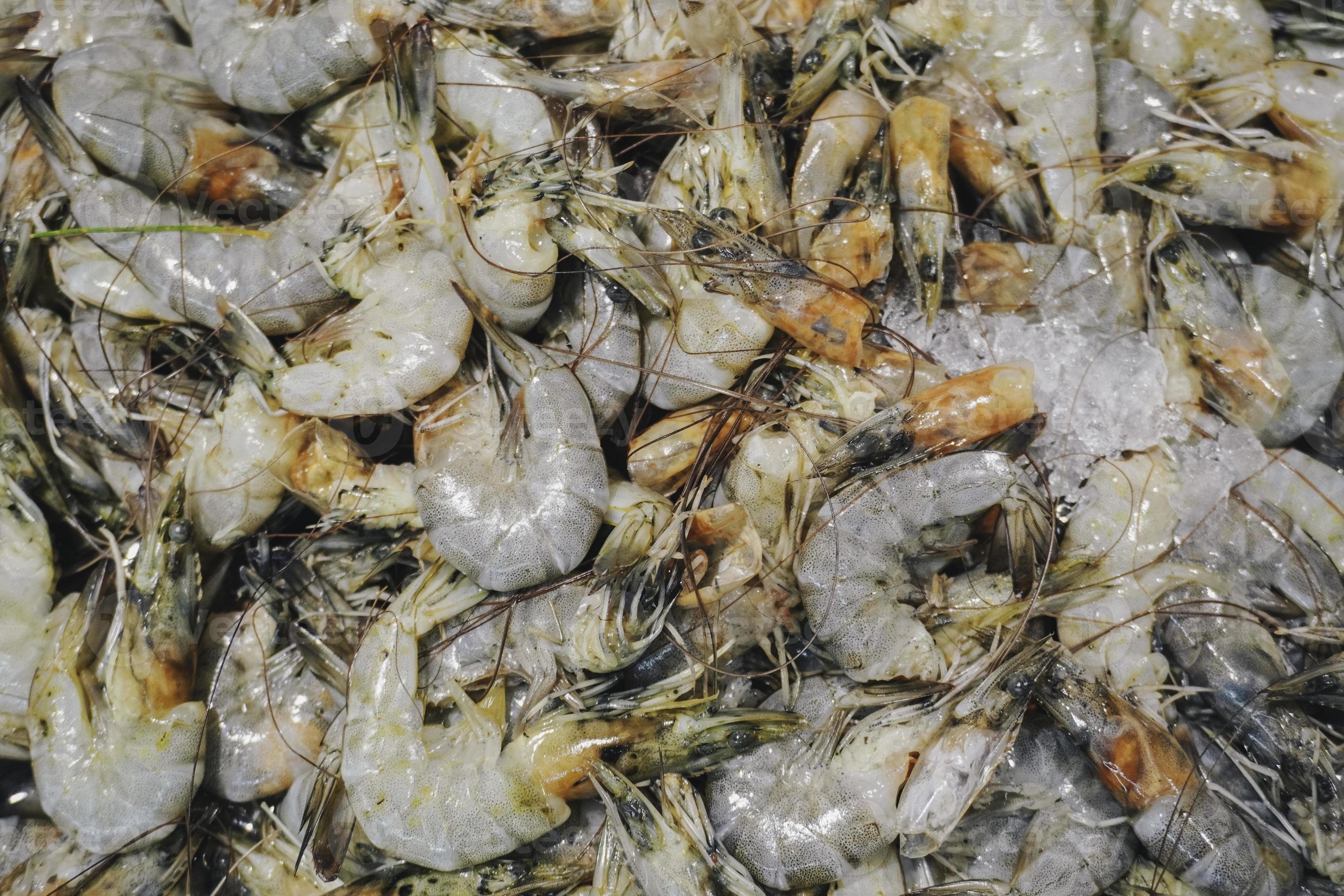 fresh frozen shrimp, Litopenaeus Vannamei for imports and exports. 19026131 Stock Photo at Vecteezy