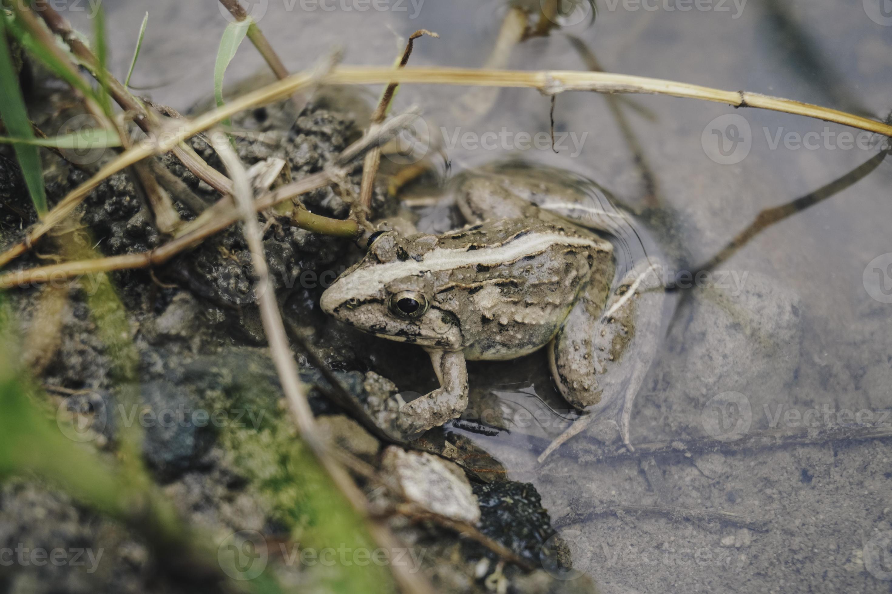 A photo of Fejervarya limnocharis or Asian grass frog or rice field