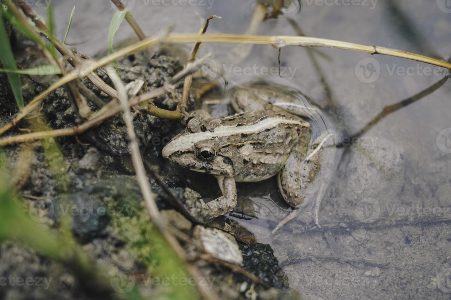 A photo of Fejervarya limnocharis or Asian grass frog or rice field frog