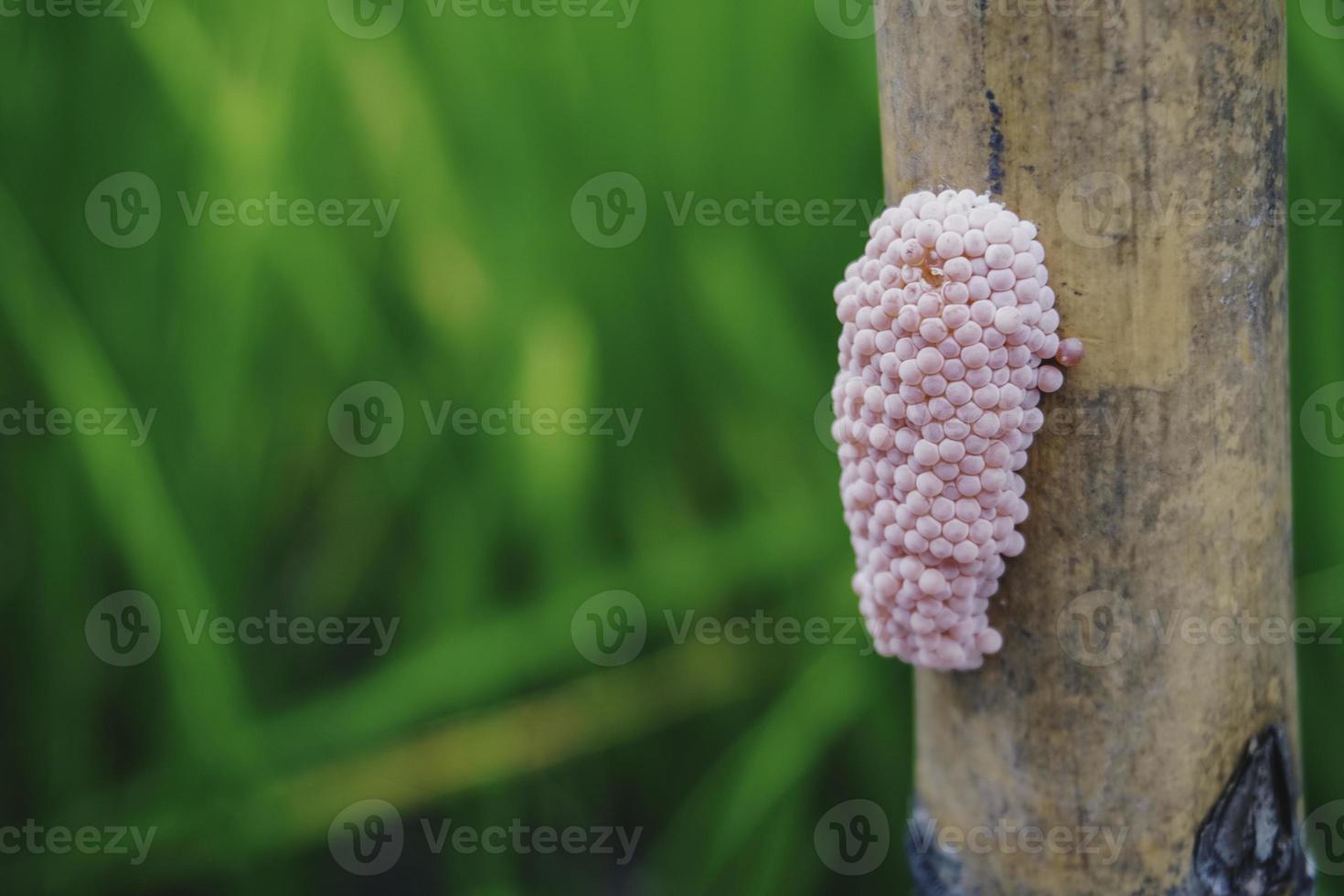 Photo of a golden apple snail spawn egg at a twig in a rice field.
