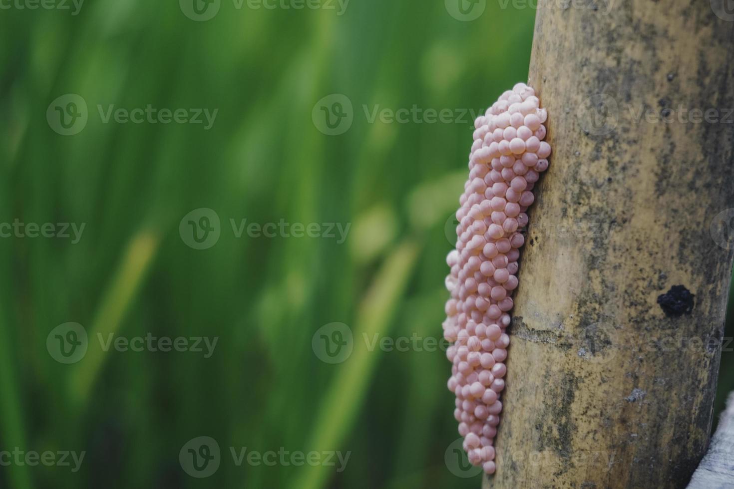 Photo of a golden apple snail spawn egg at a twig in a rice field.