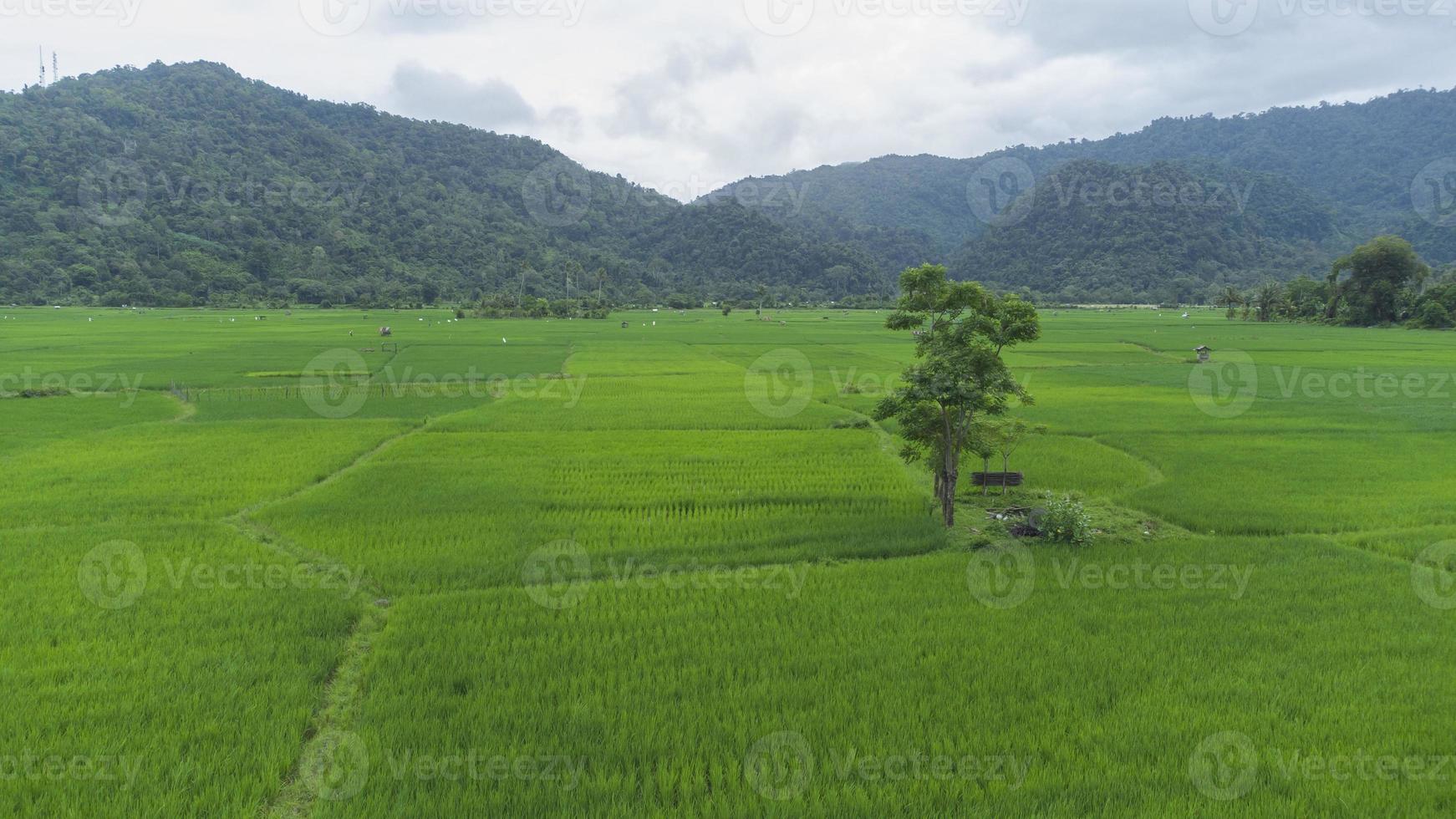 A high view of trees in the middle of rice fields photo