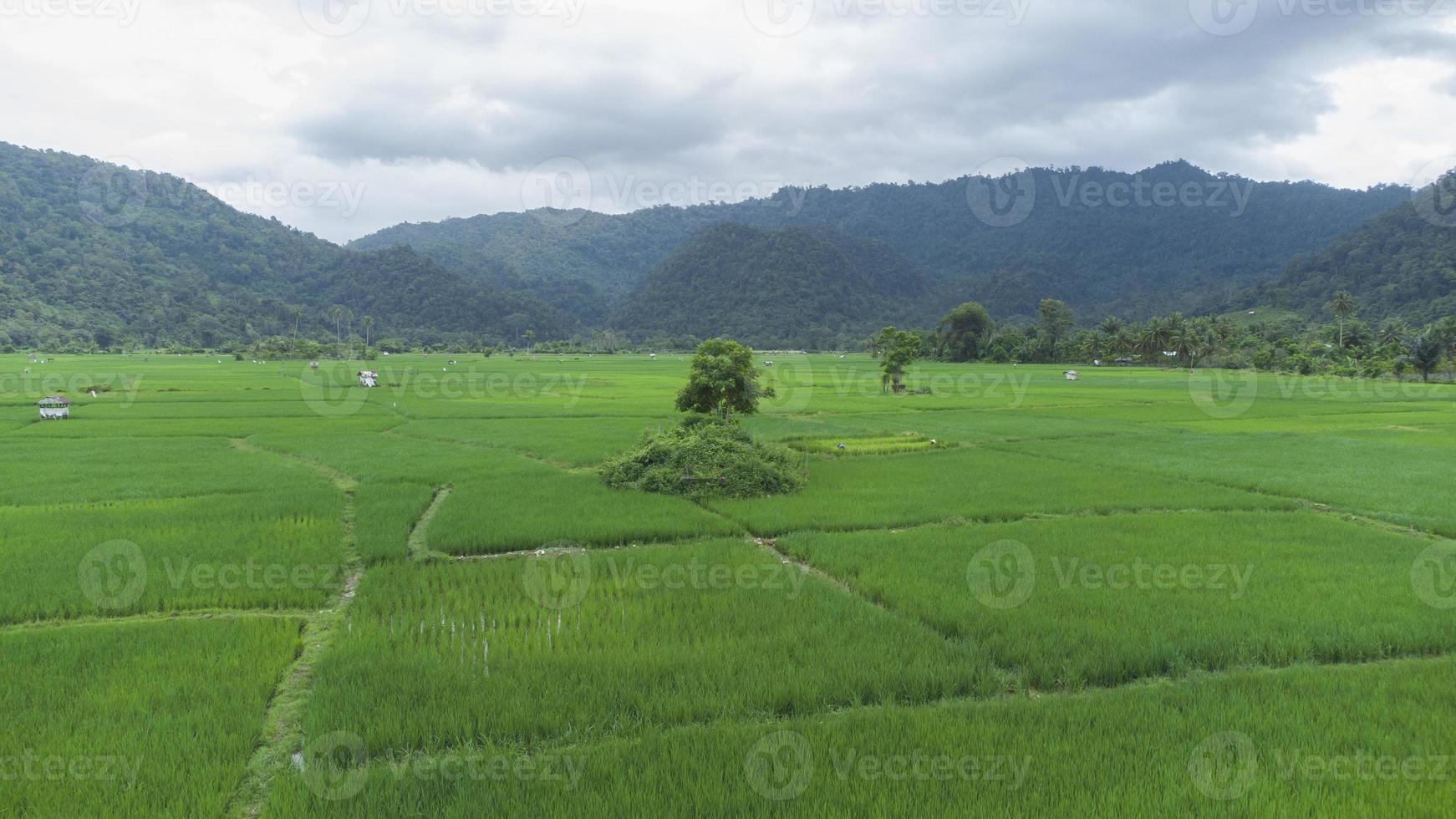 una vista alta de los árboles en medio de los campos de arroz foto