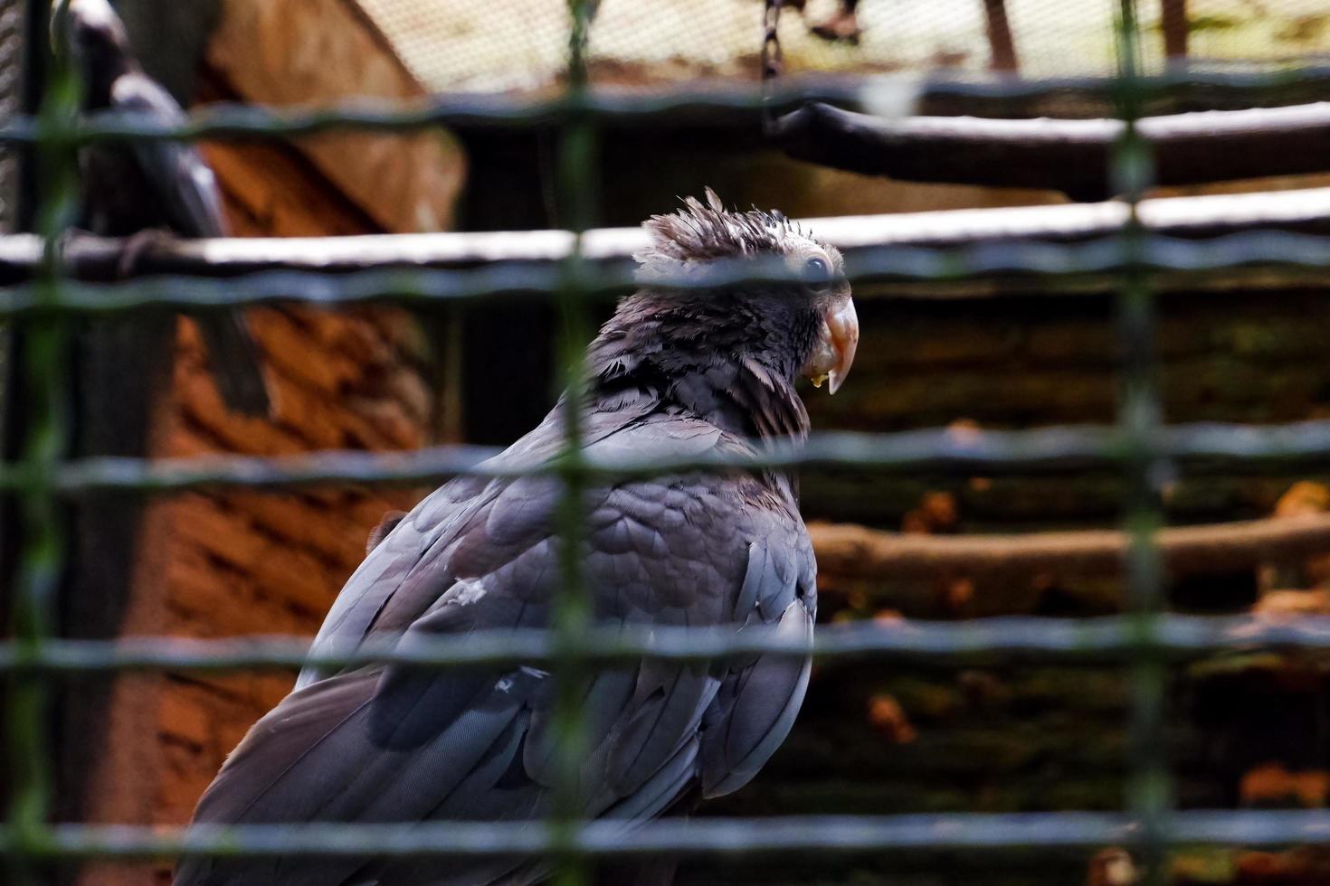 Selective focus of the greater vasa parrot perched in its cage. photo
