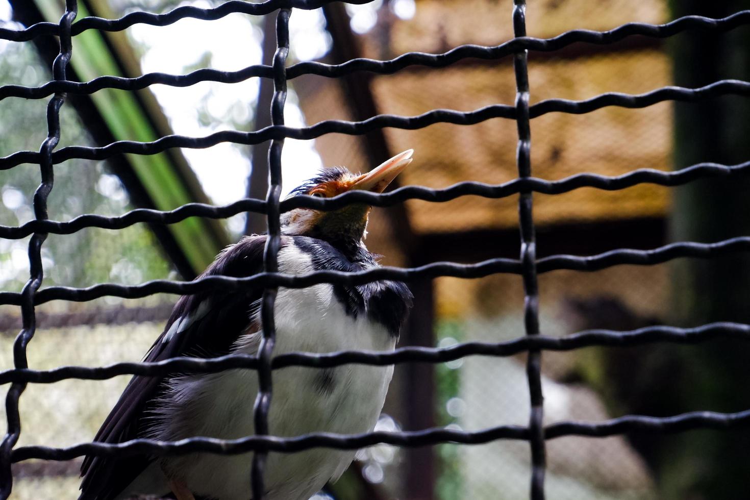 Selective focus of starlings standing in their cages. photo