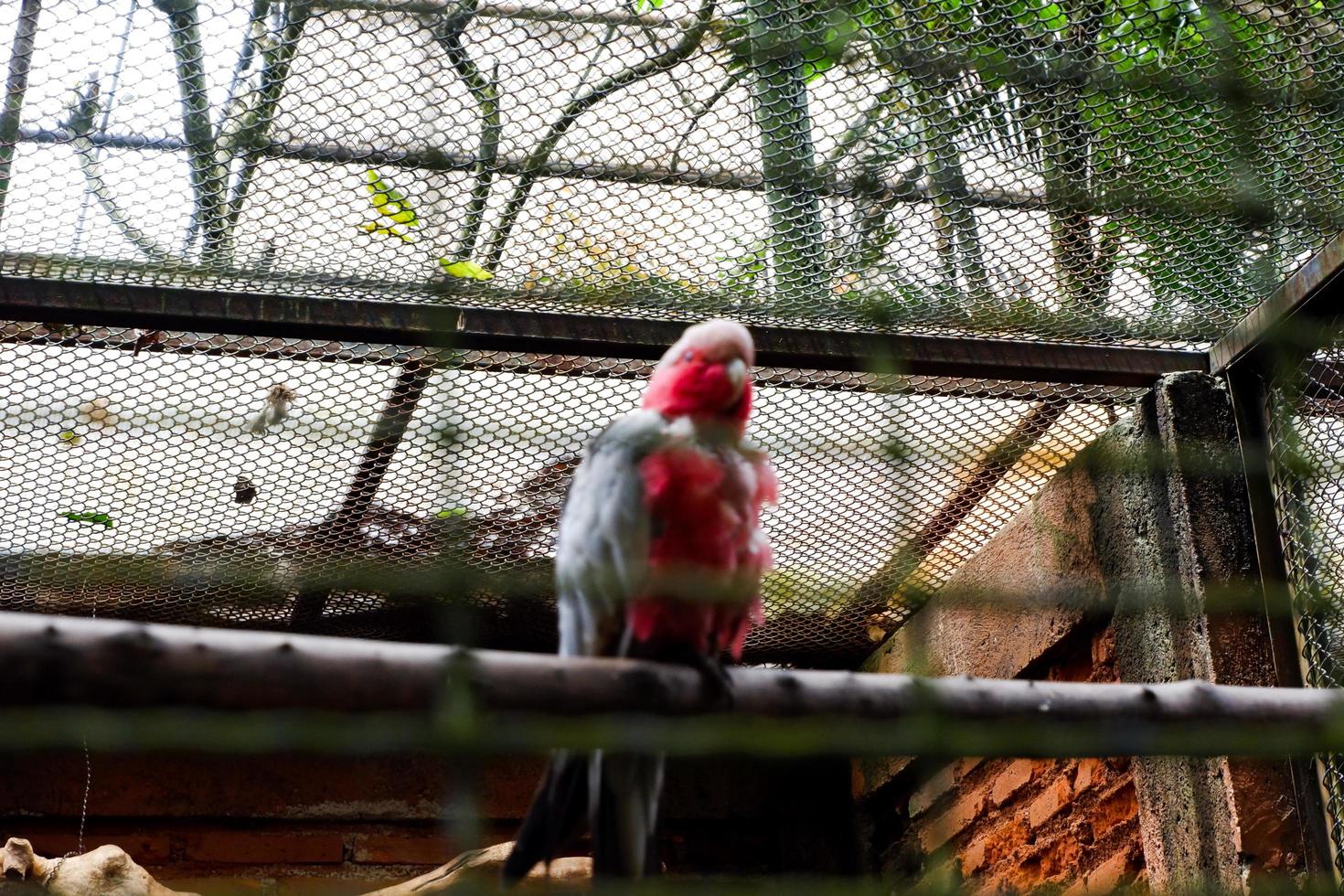 Selective focus of the rose-chested cockatoo perched in its cage. photo