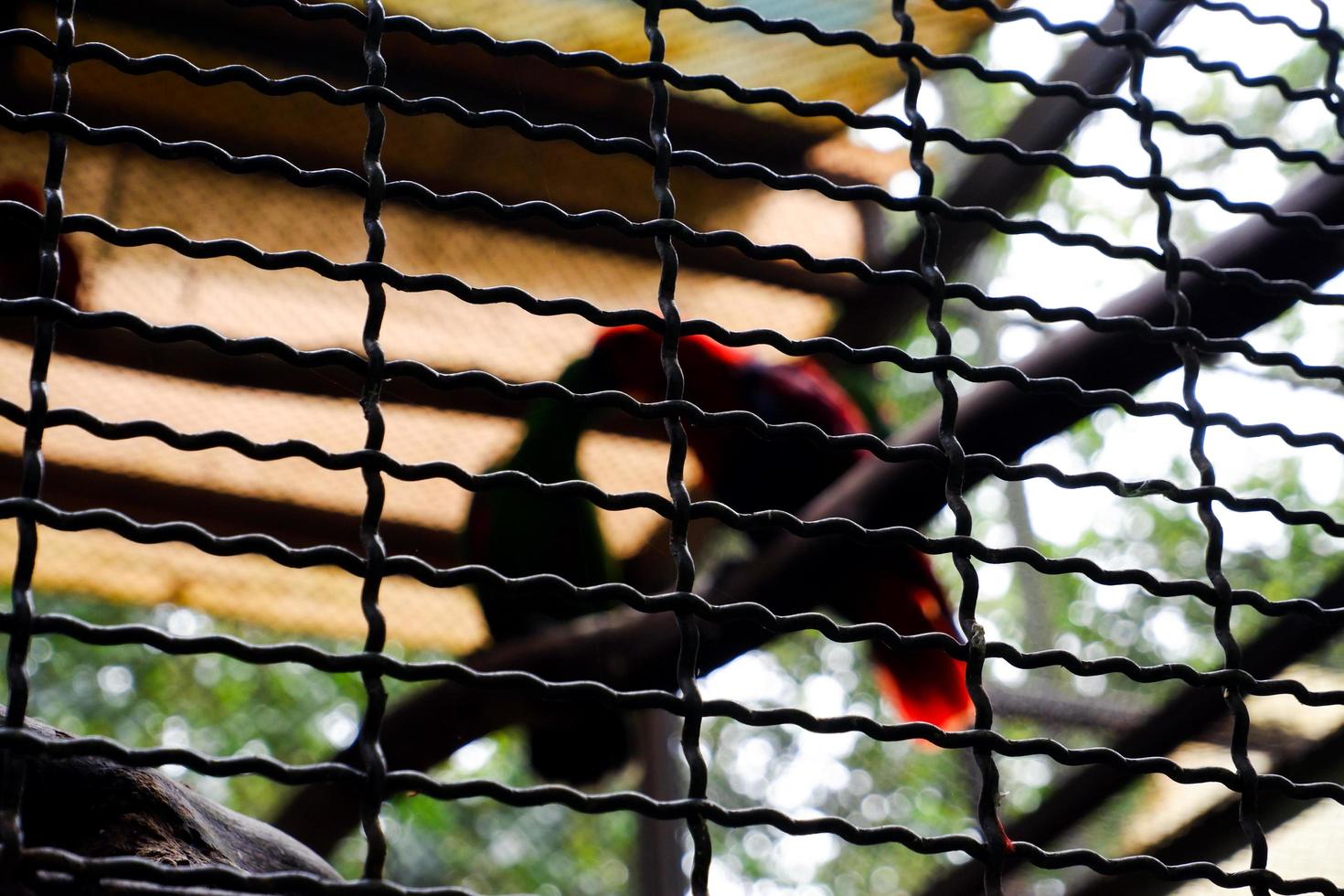 Selective focus of cages containing parrots. photo