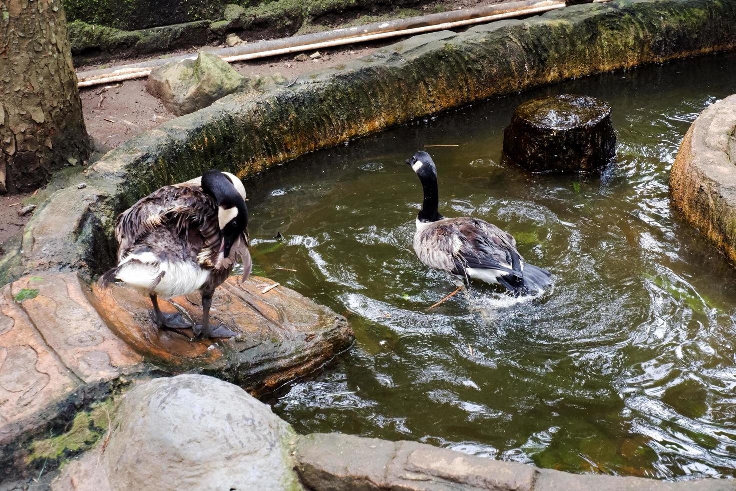 Selective focus of Canadian geese swimming in the pond. photo