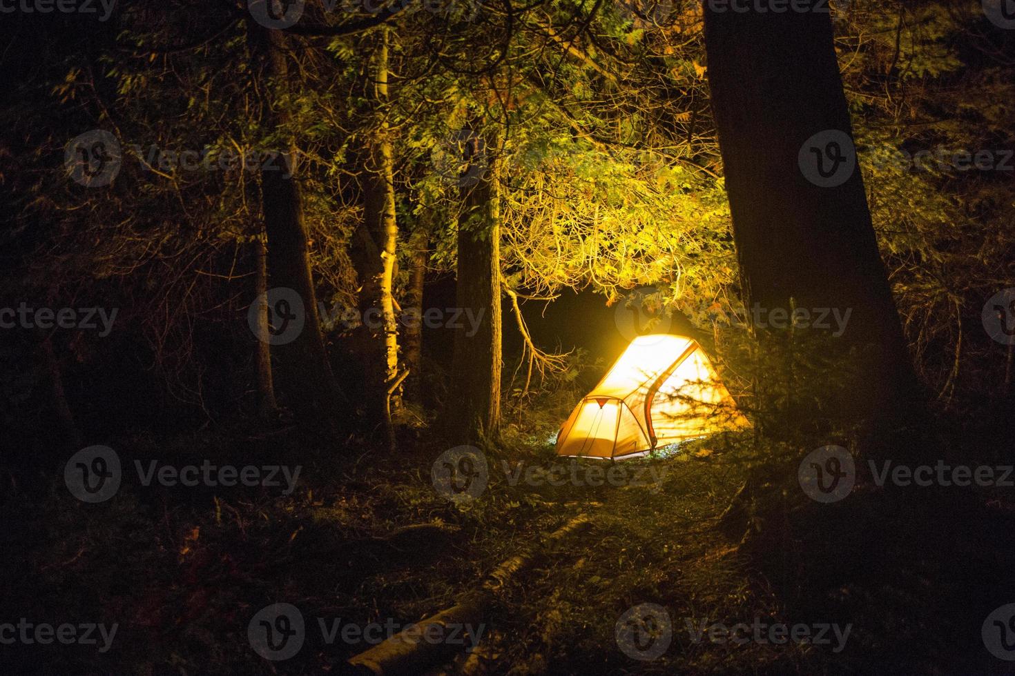 soñando con el bosque foto