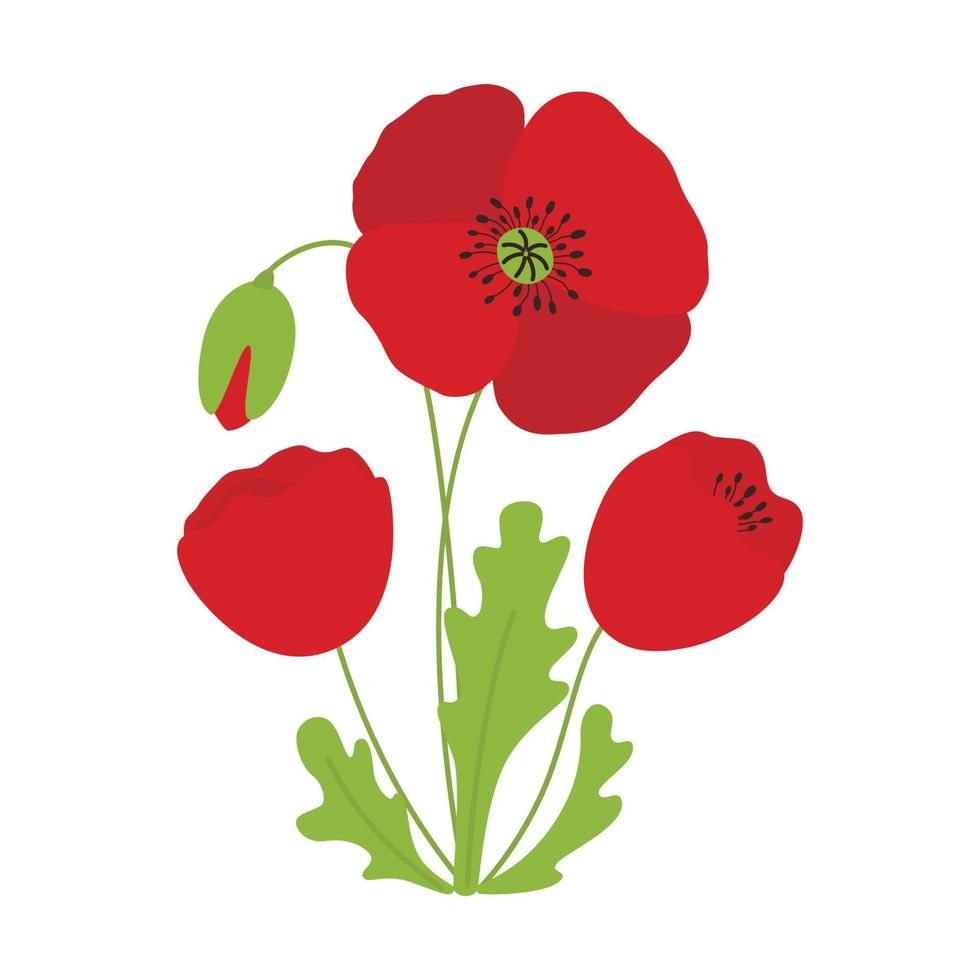 poppy flowers illustration vector