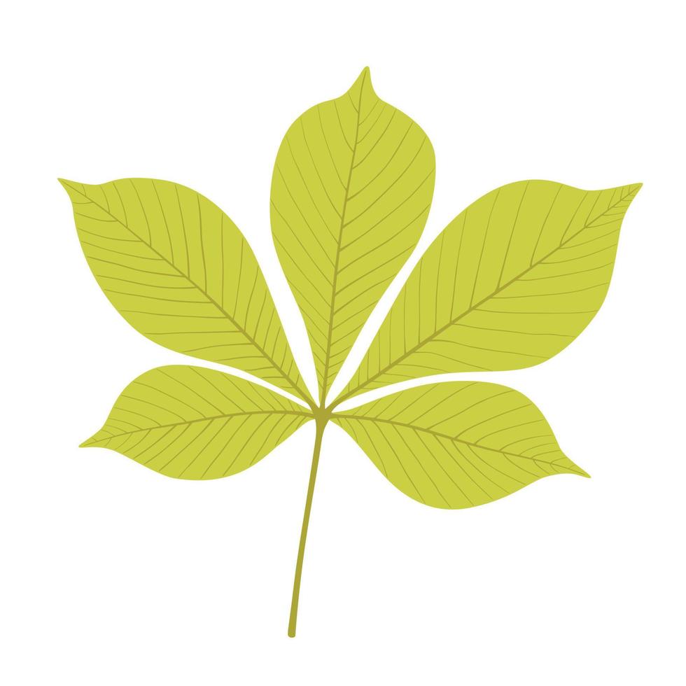 autumn chestnut leaf vector