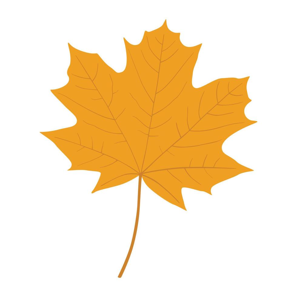 autumn maple leaf vector